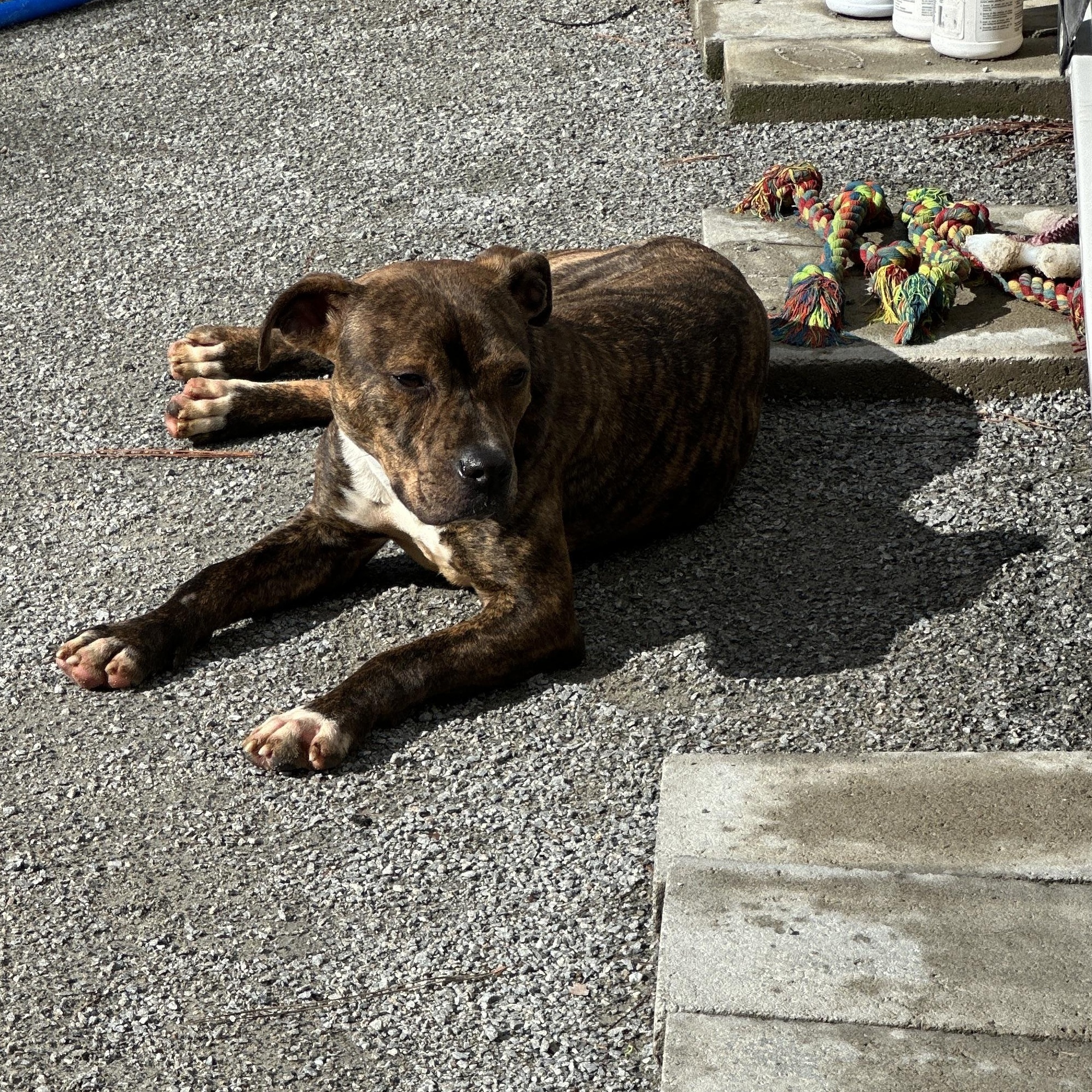 Rocky, Young Male Pit Bull Terrier