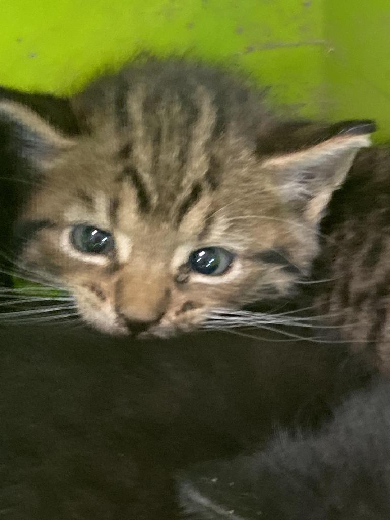 Nylon, Adoptable, Kitten Female Domestic Short Hair.