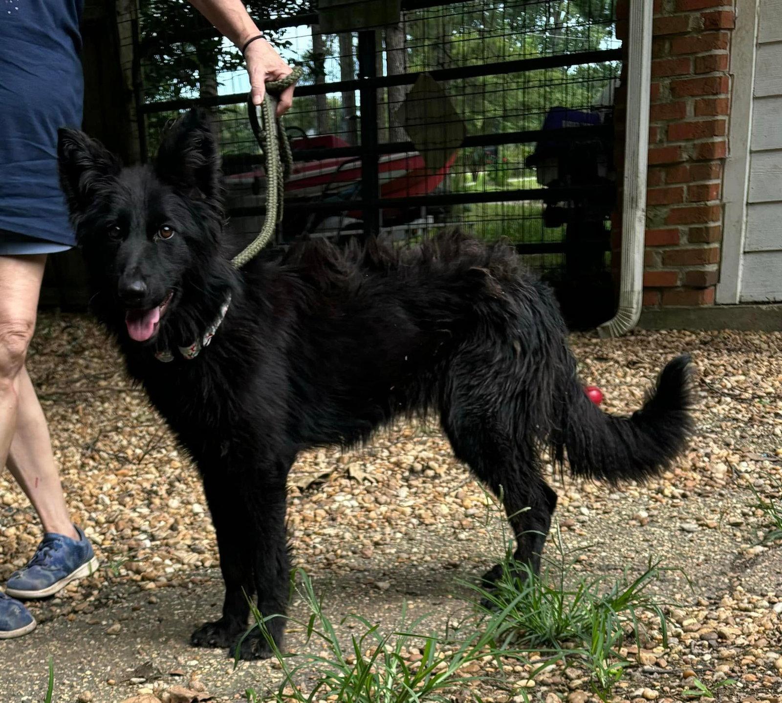 Greta, Adopted, Adult Female German Shepherd Dog.