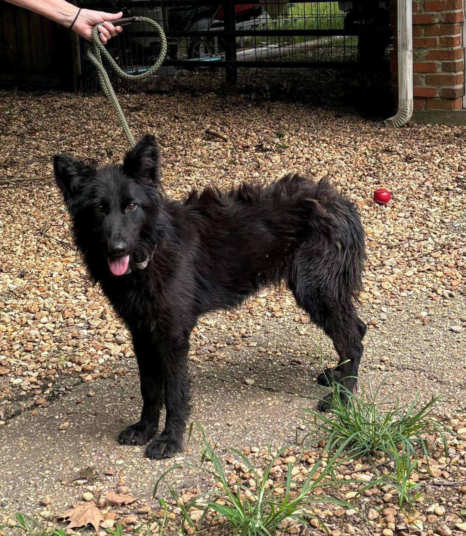 Enlarge Greta, a Adopted German Shepherd Dog in Montgomery, AL image 2/2