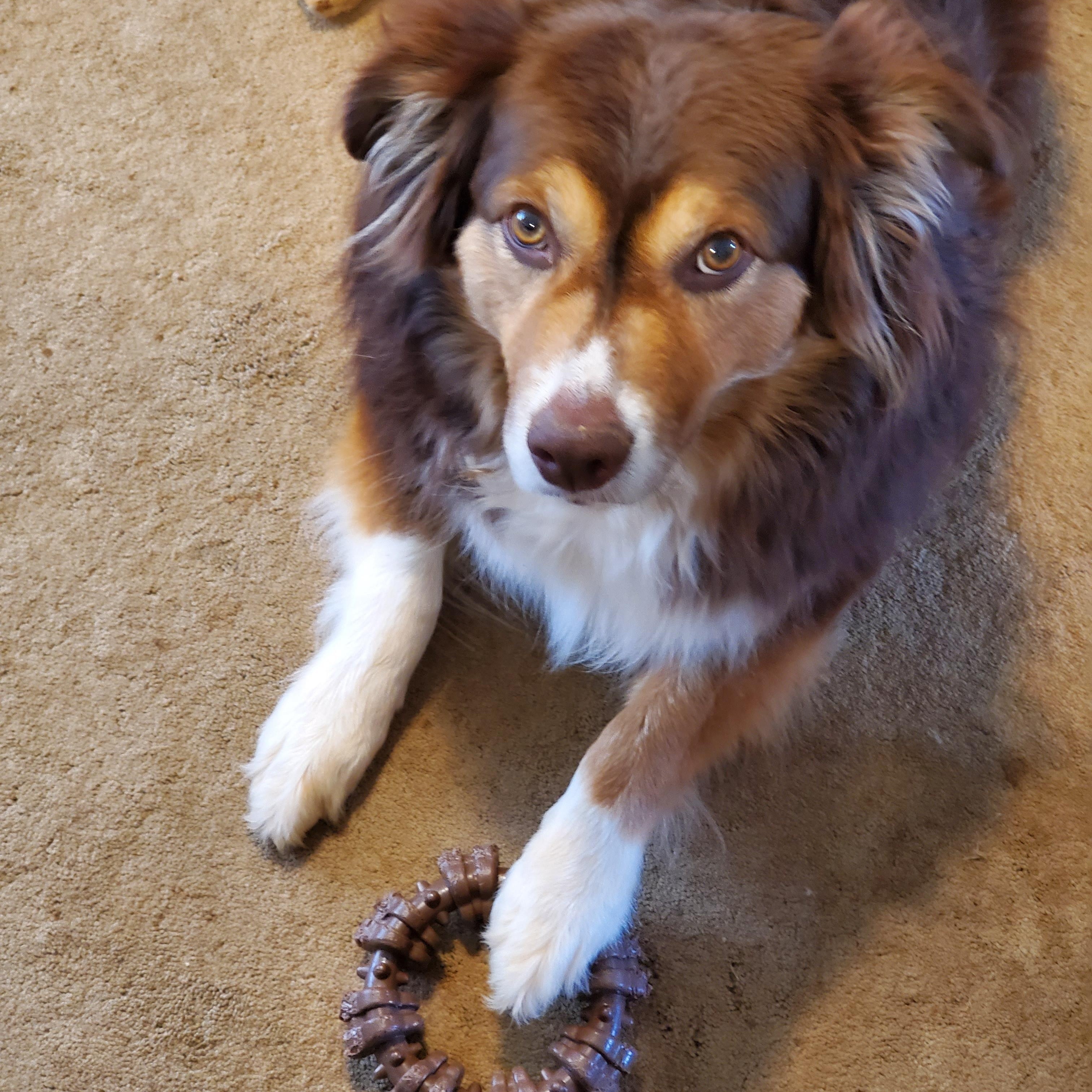 Gus photo 4