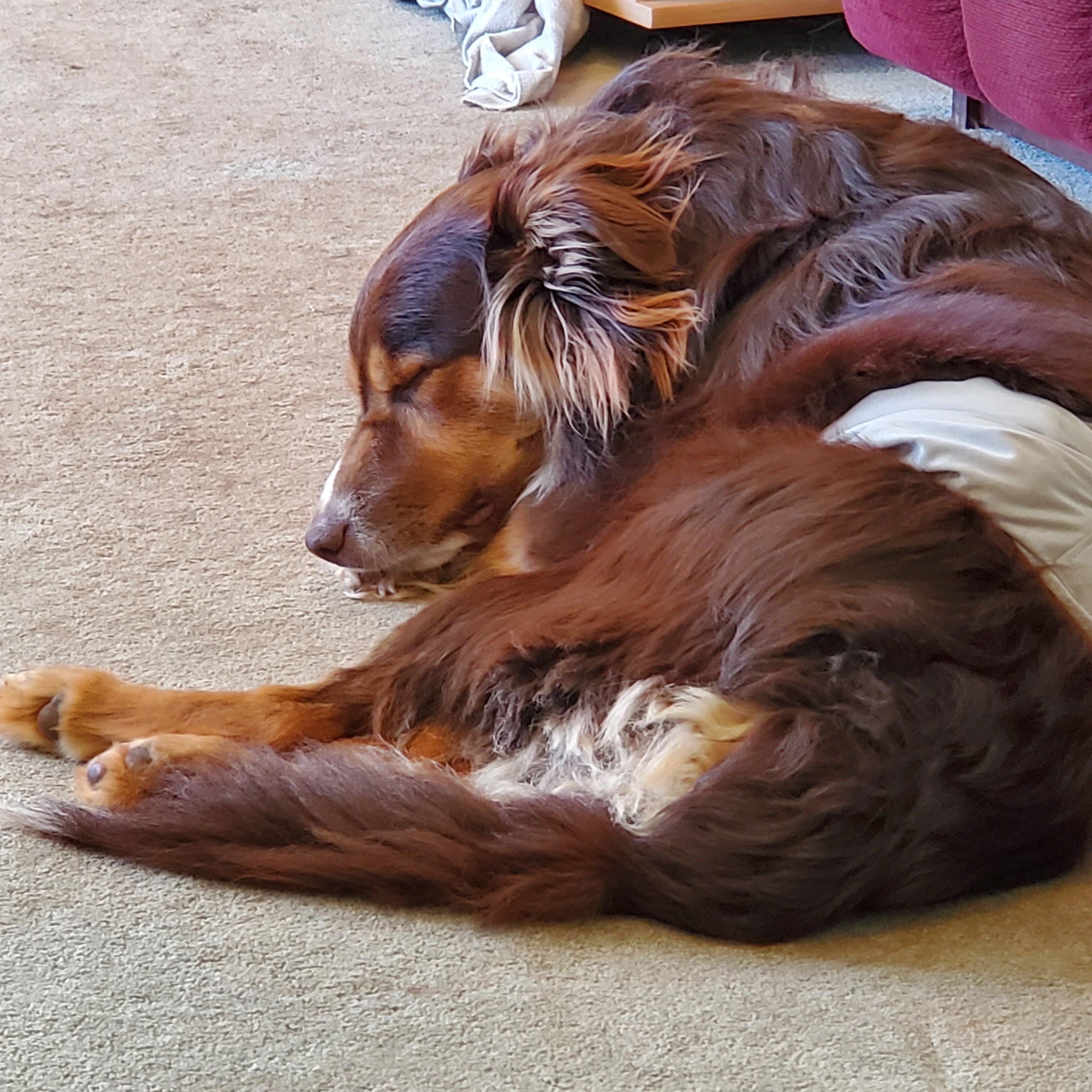 Gus photo 2