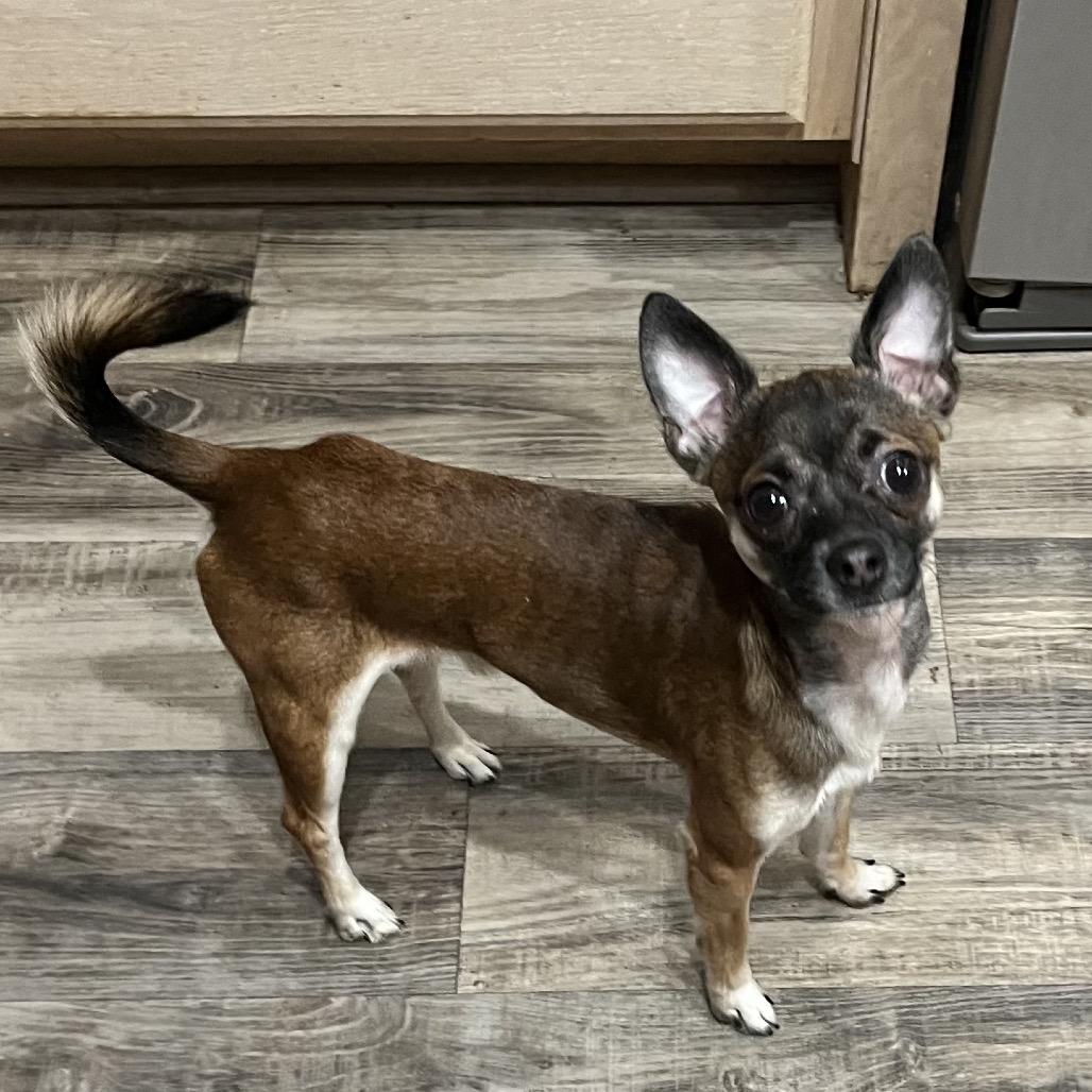 Donner, Adoptable, Young Male Chihuahua.