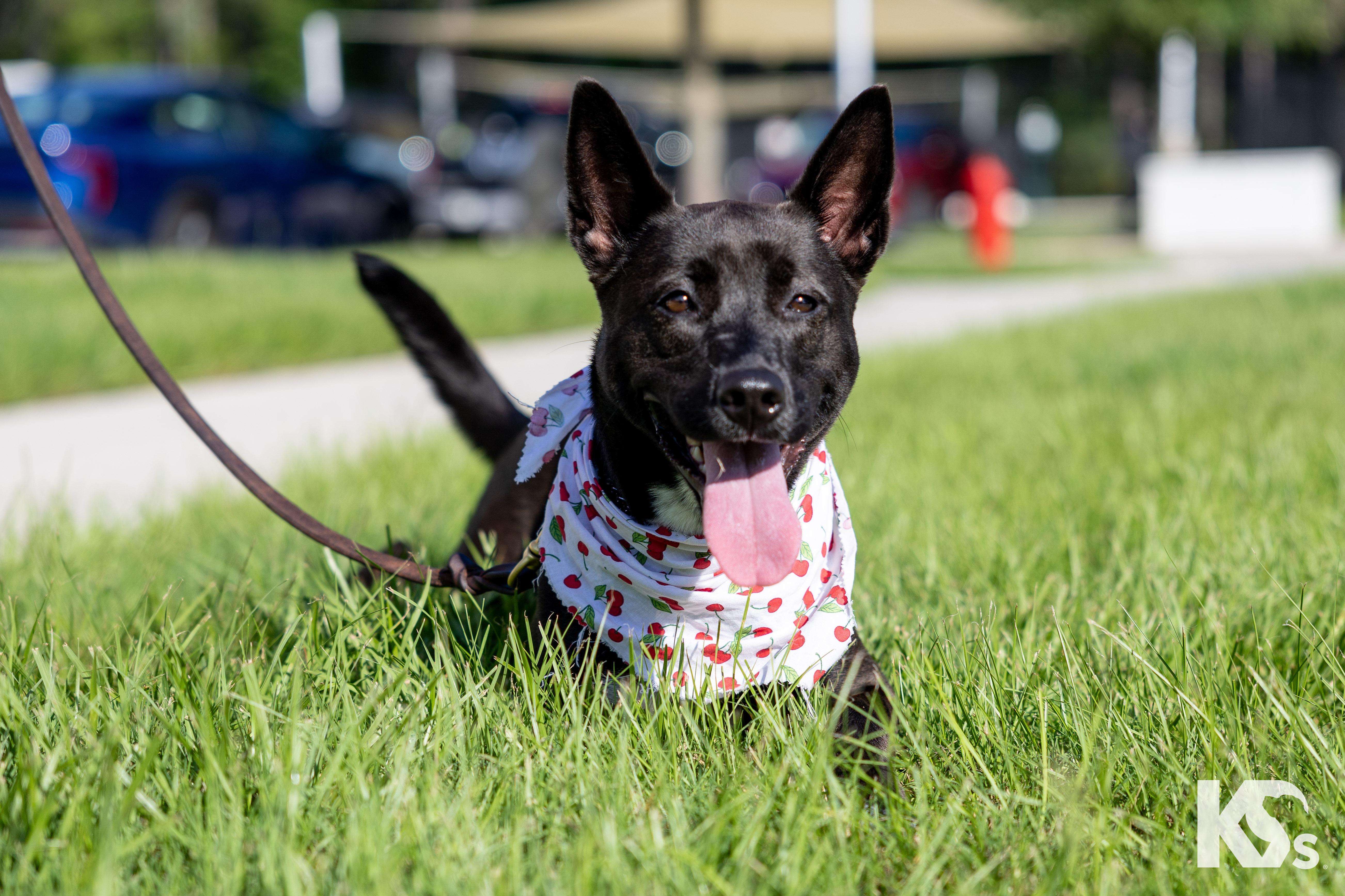 Enlarge Haze, a ADOPTABLE mixed breed in Ponte Vedra, FL image 2/3