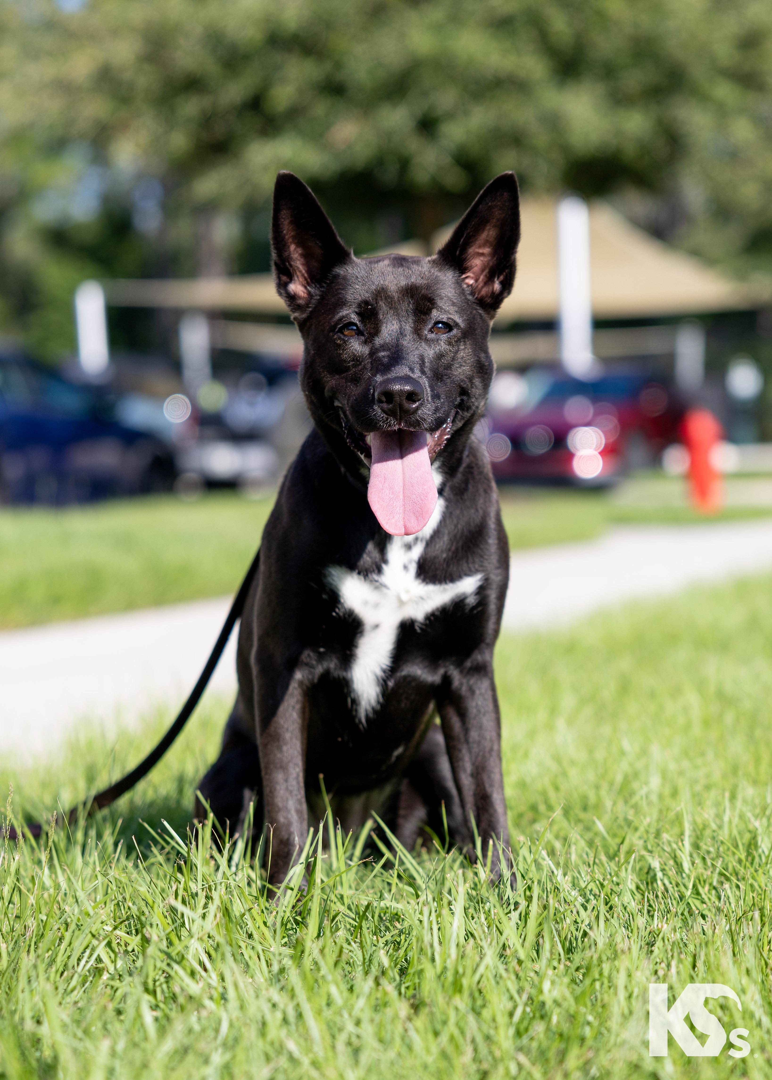 Haze, ADOPTABLE, Young Female Australian Kelpie.