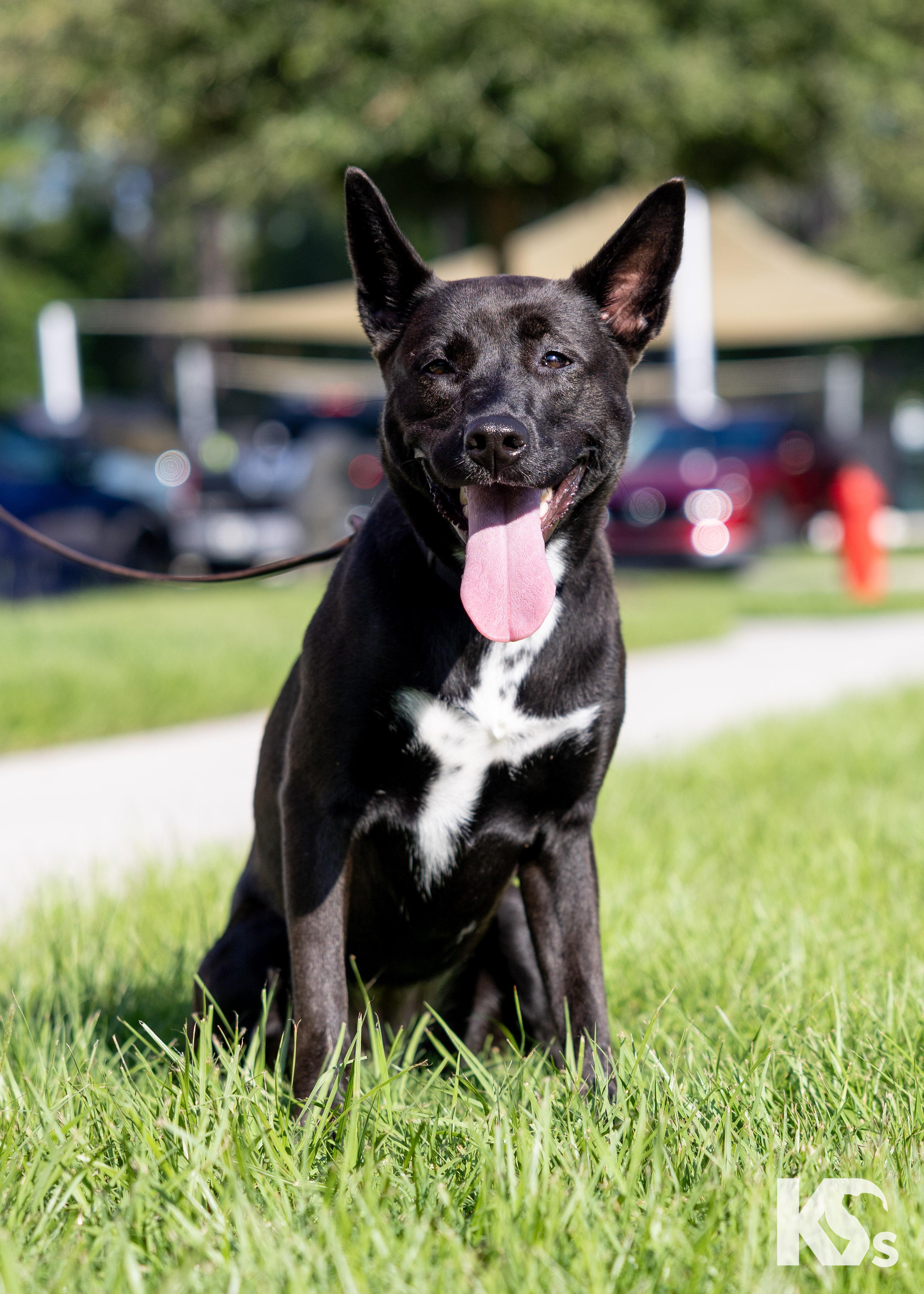 Enlarge Haze, a ADOPTABLE mixed breed in Ponte Vedra, FL image 3/3