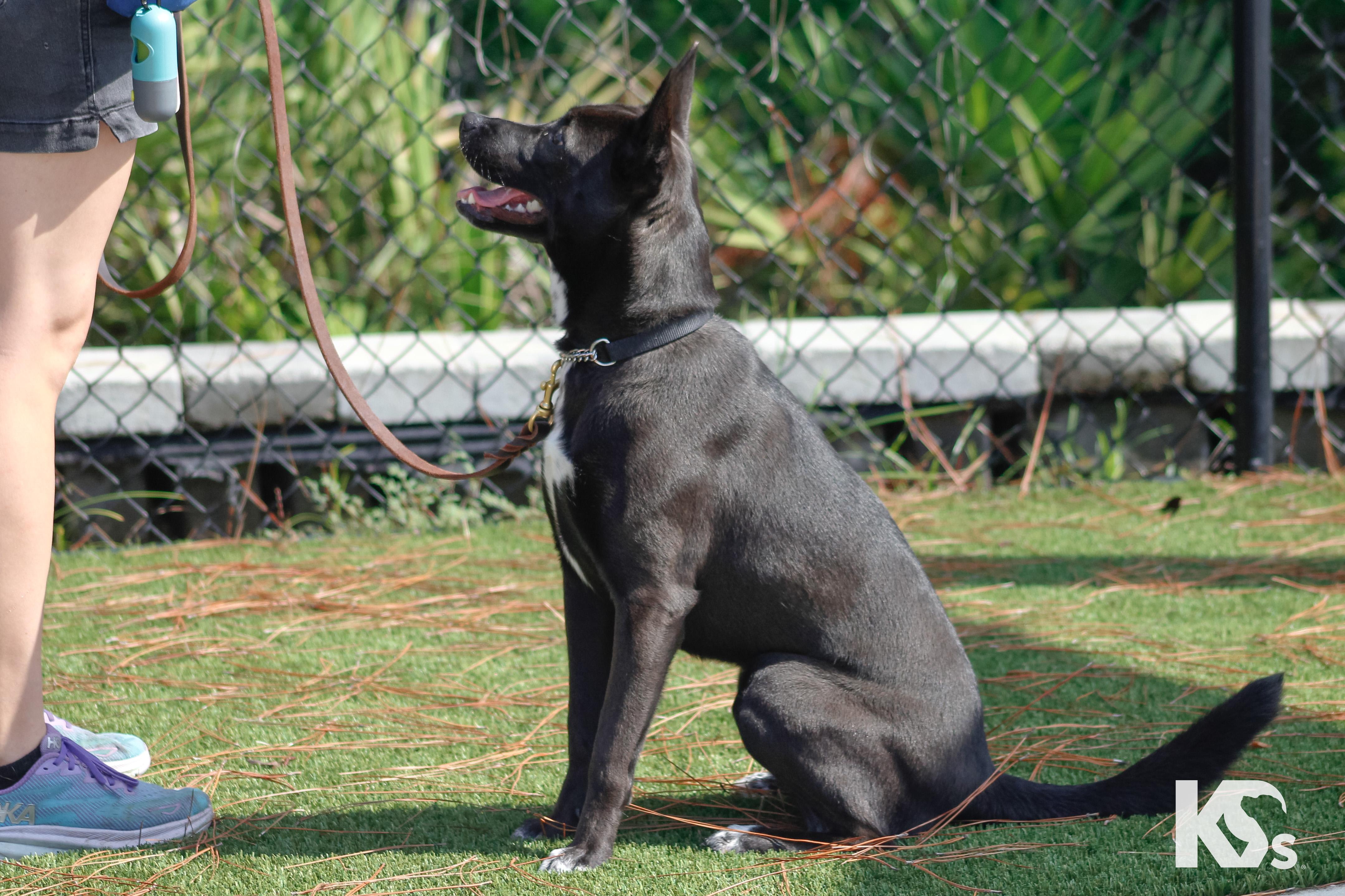 Haze, a ADOPTABLE mixed breed in Ponte Vedra, FL image 5/6