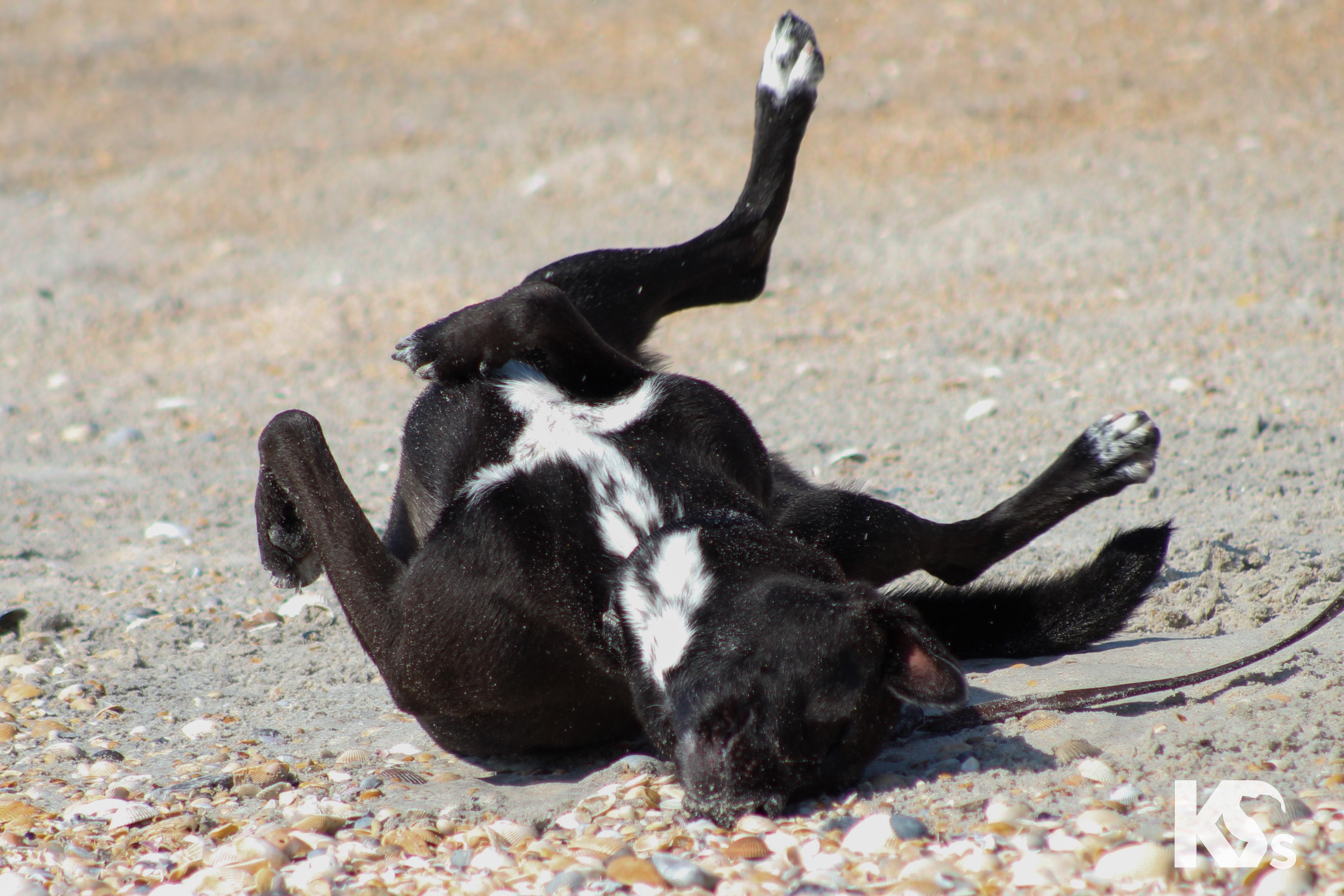 Haze, a ADOPTABLE mixed breed in Ponte Vedra, FL image 3/6