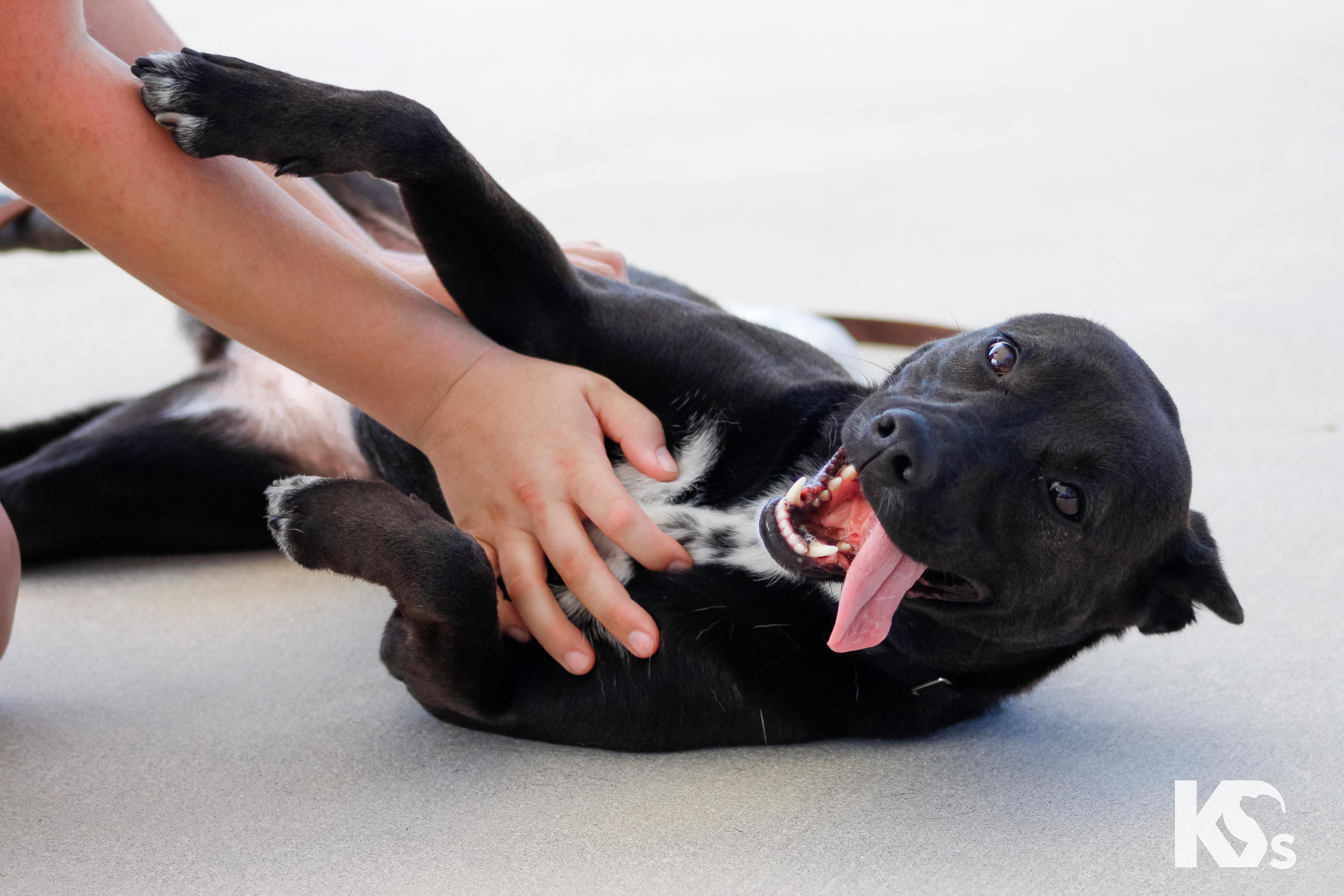 Haze, a ADOPTABLE mixed breed in Ponte Vedra, FL image 4/6