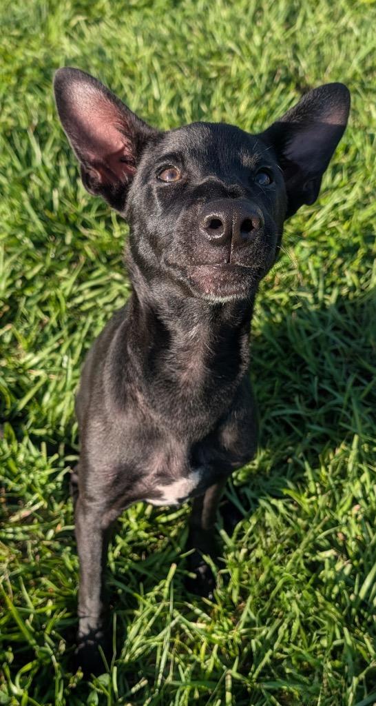 Goose-Fur Coated Xolo Puppy!, Adoptable, Puppy Male Xoloitzcuintli / Mexican Hairless.