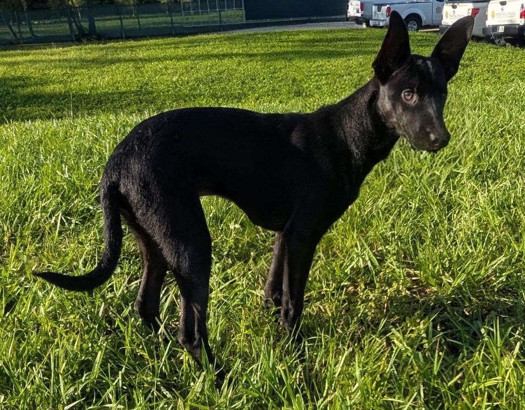 Enlarge Goose-Fur Coated Xolo Puppy!, a Adoptable Xoloitzcuintli / Mexican Hairless in Fort Myers, FL image 2/2