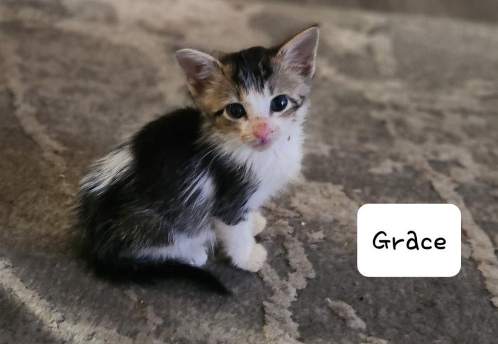 Enlarge Grace, a Adoptable mixed breed in San Jacinto, CA image 2/2