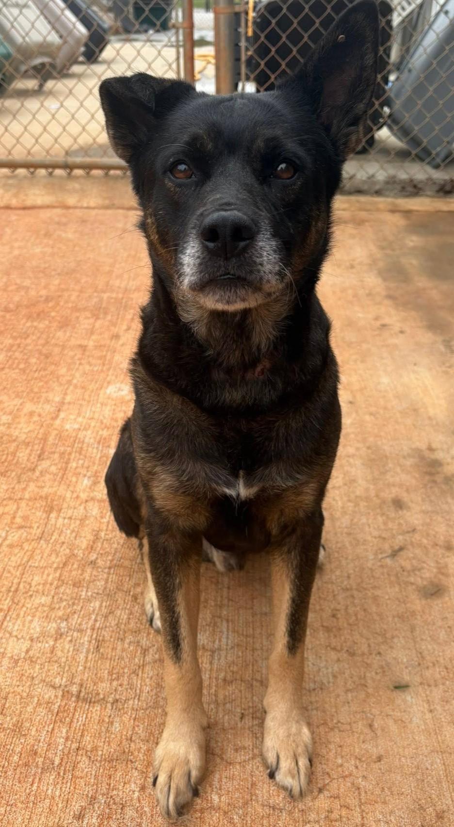 Earl, ADOPTABLE, Senior Male German Shepherd Dog.