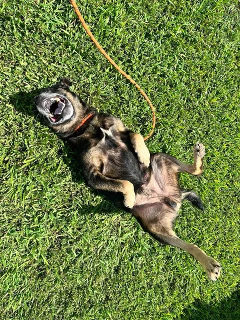 Enlarge Earl, a ADOPTABLE mixed breed in Munfordville, KY image 2/2