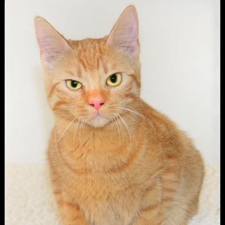 Feta, ADOPTABLE, Young Female Tabby.