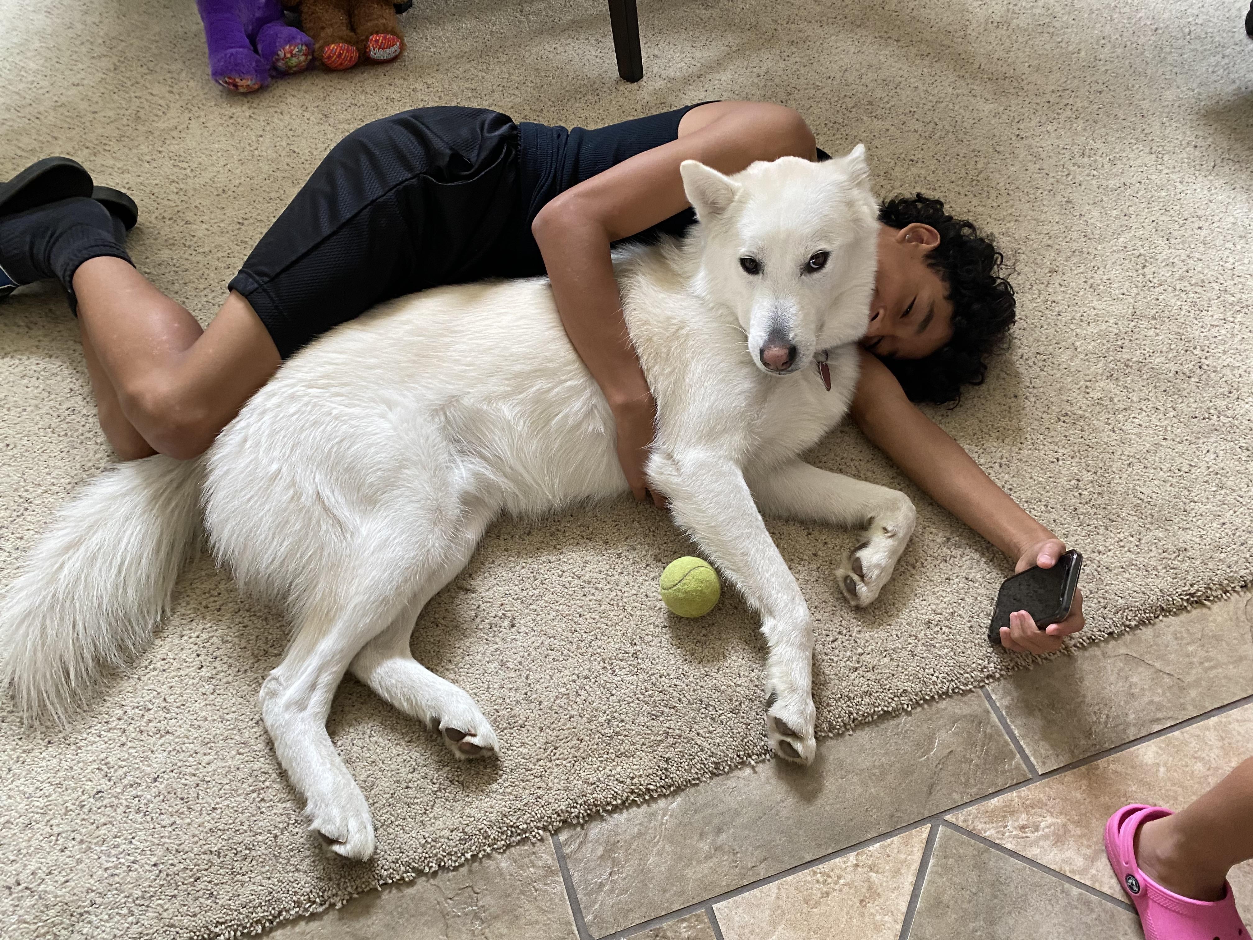 Kobe, a Adoptable Siberian Husky in Menifee, CA image 1/6