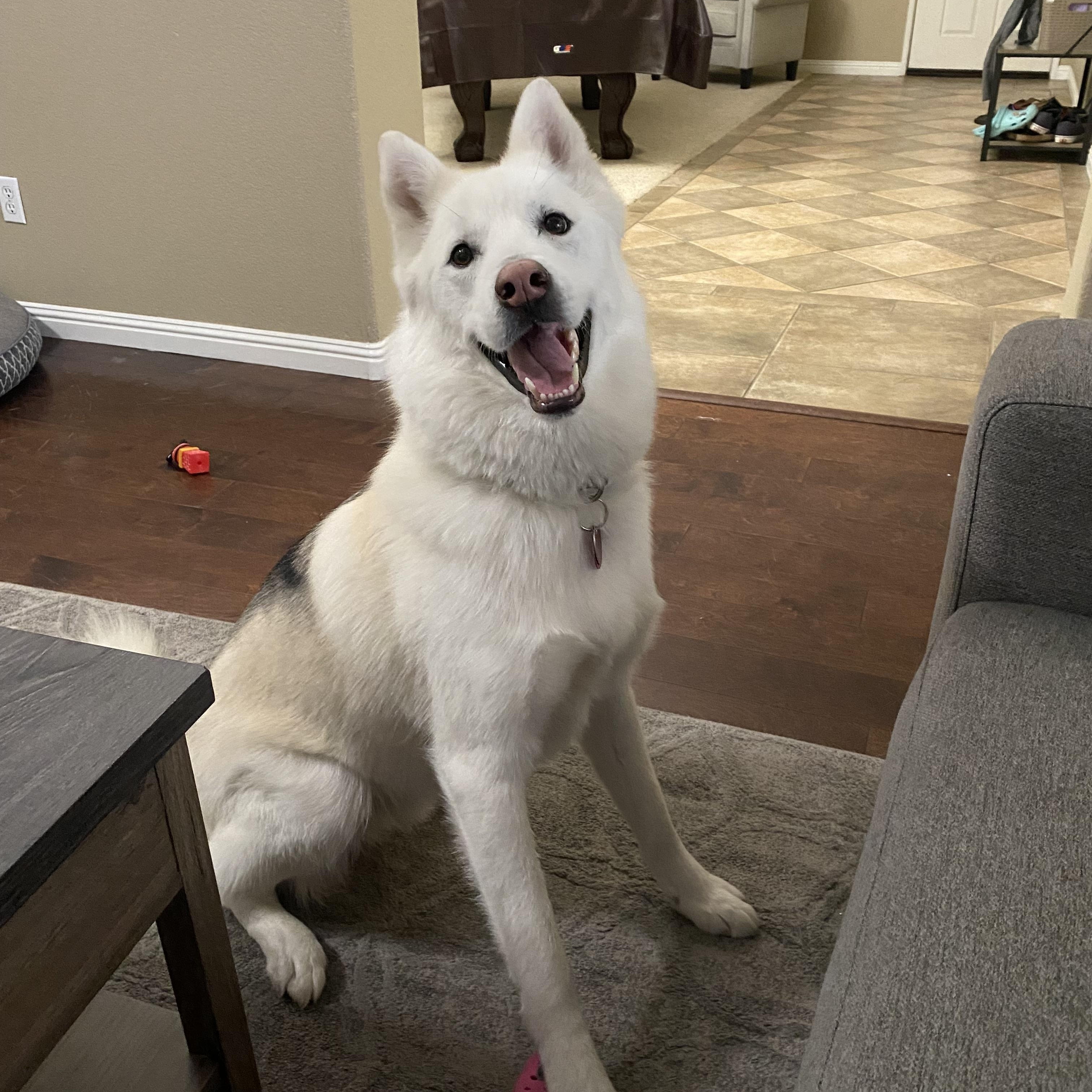 Kobe, a Adoptable Siberian Husky in Menifee, CA image 2/6