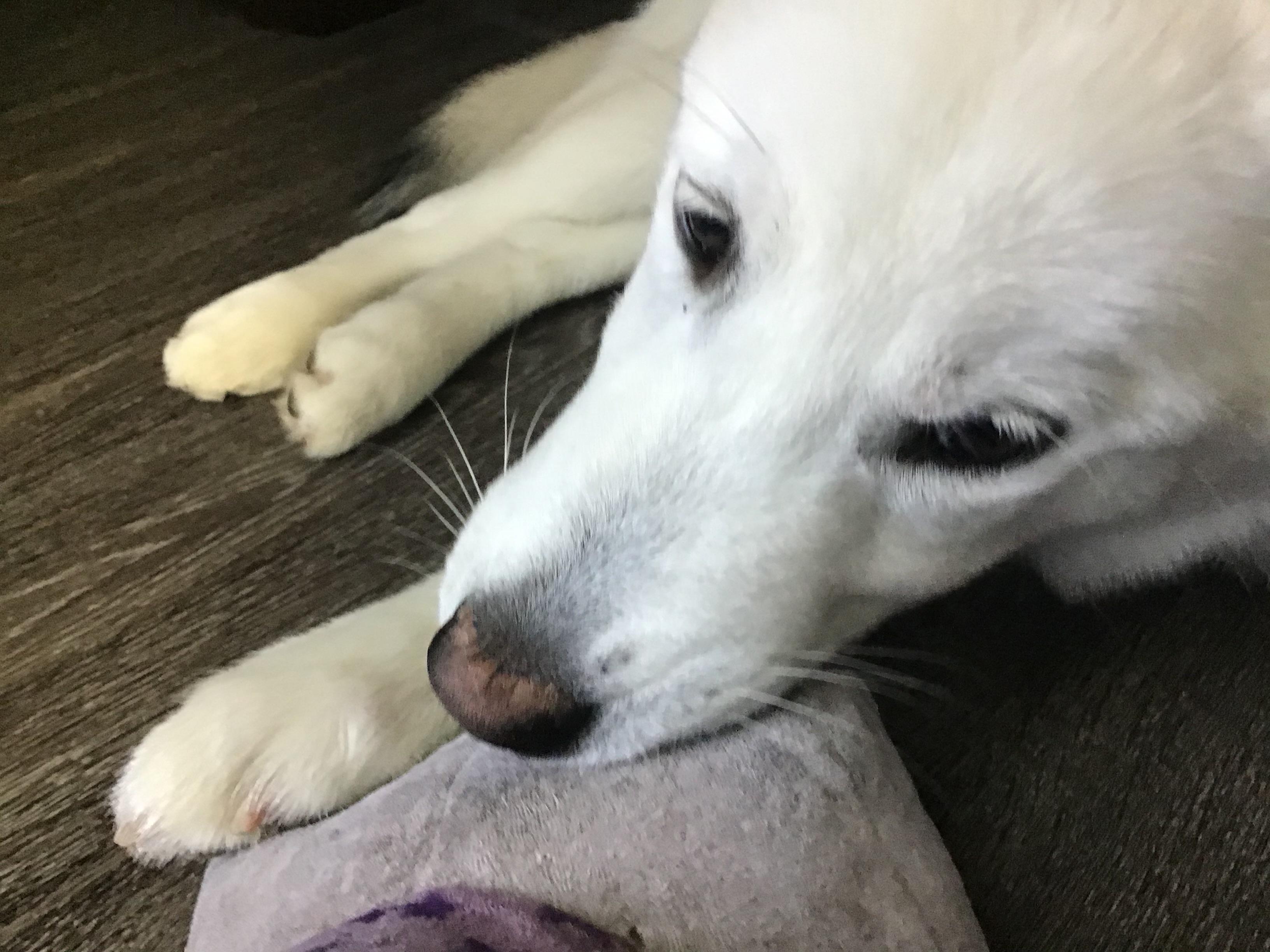 Kobe, a Adoptable Siberian Husky in Menifee, CA image 3/6