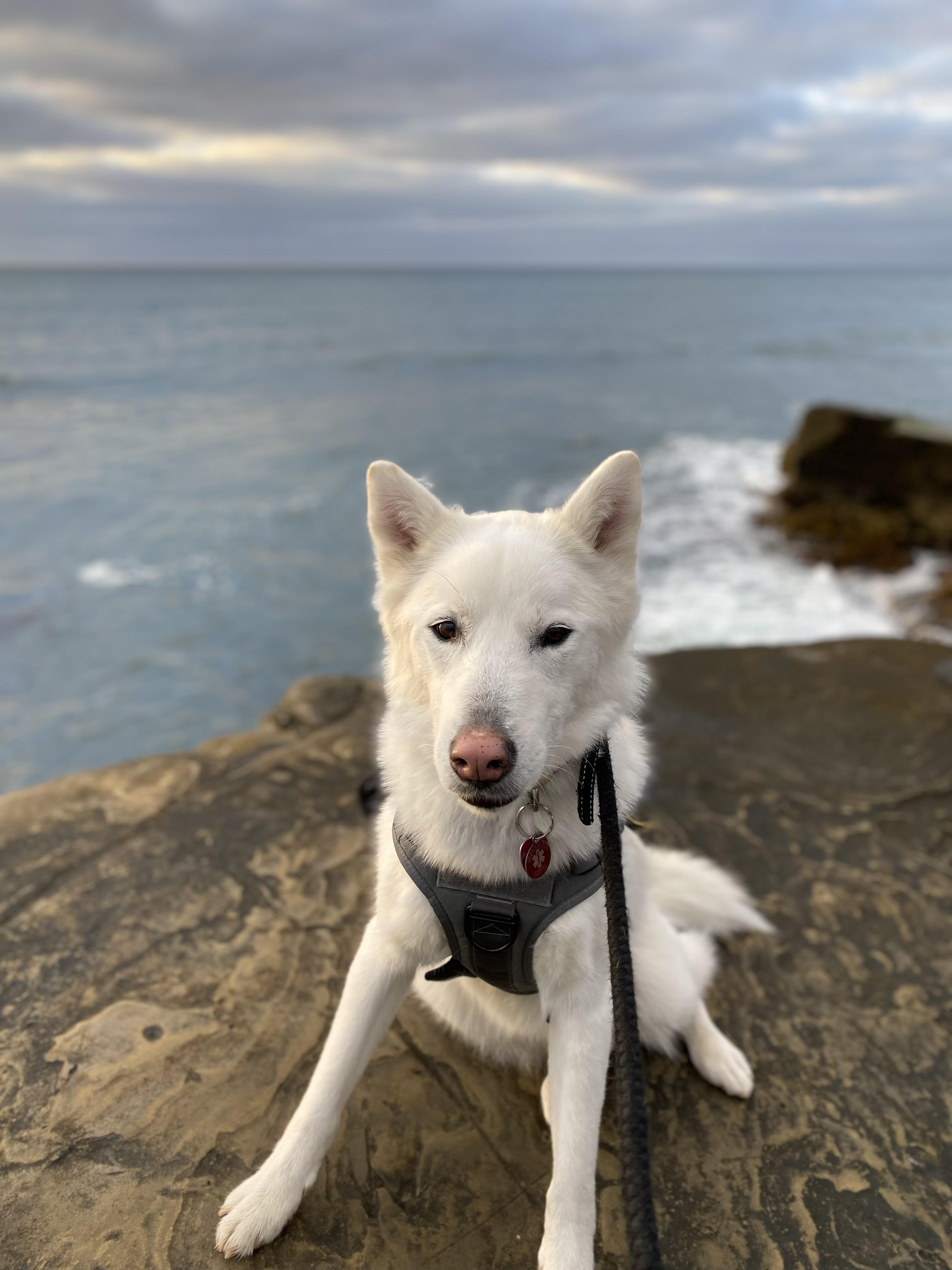 Kobe, a Adoptable Siberian Husky in Menifee, CA image 4/6