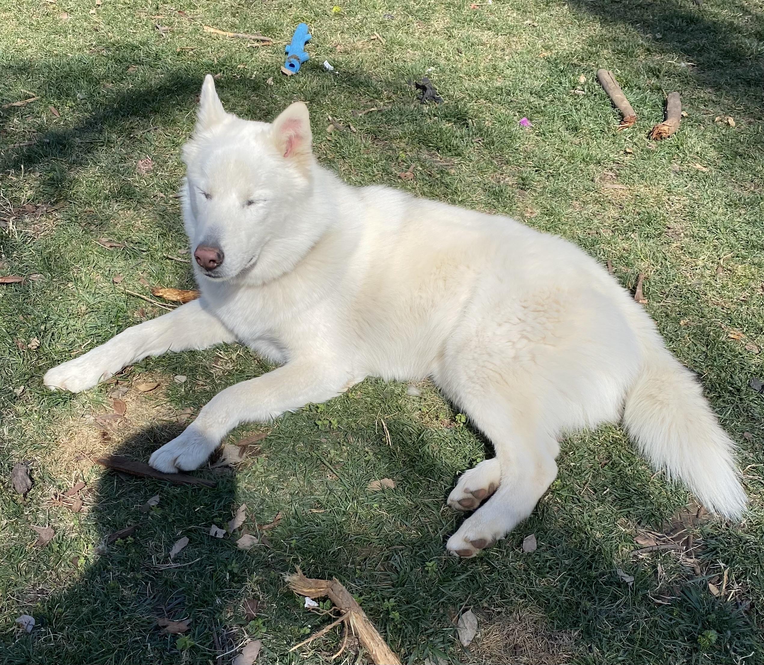 Kobe, a Adoptable Siberian Husky in Menifee, CA image 5/6