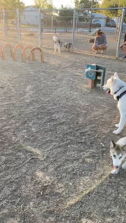 Enlarge Kobe, a Adoptable Siberian Husky in Menifee, CA video 6/6