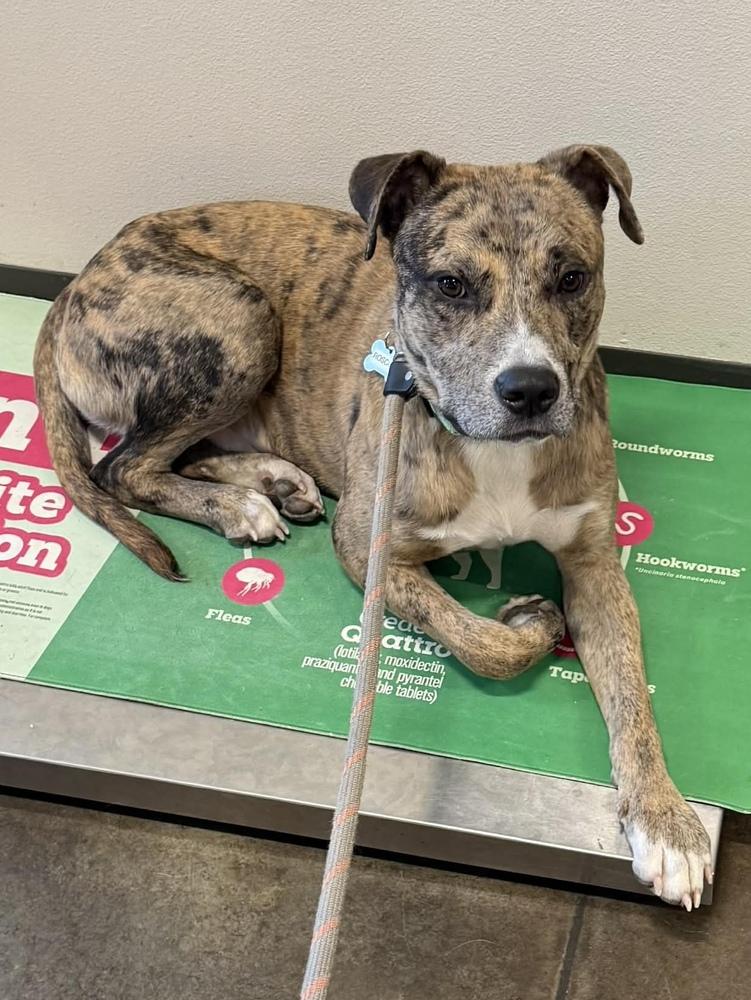 Roscoe, Adoptable, Adult Male Catahoula Leopard Dog.