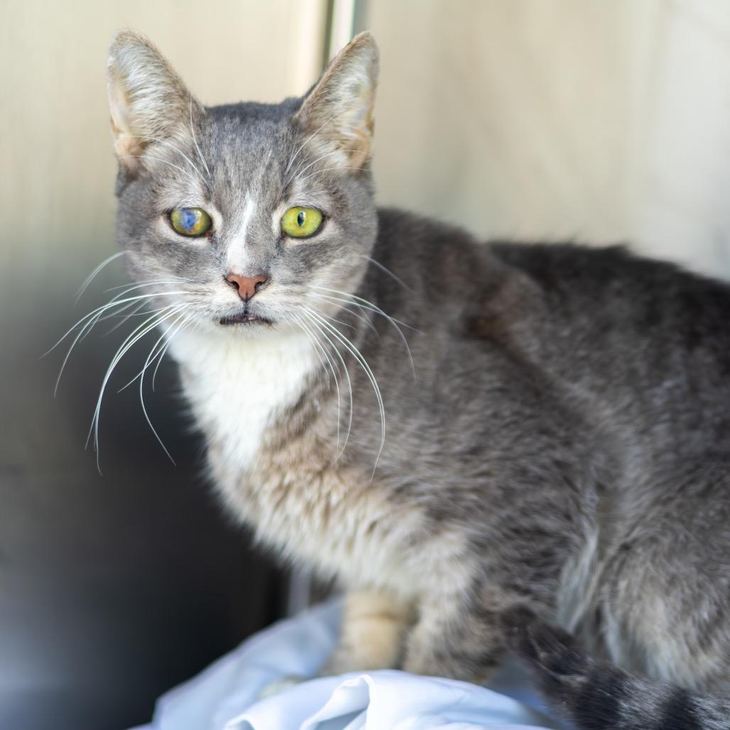 Enlarge Glacier, a Adoptable Domestic Short Hair in Newark, DE image 1/3