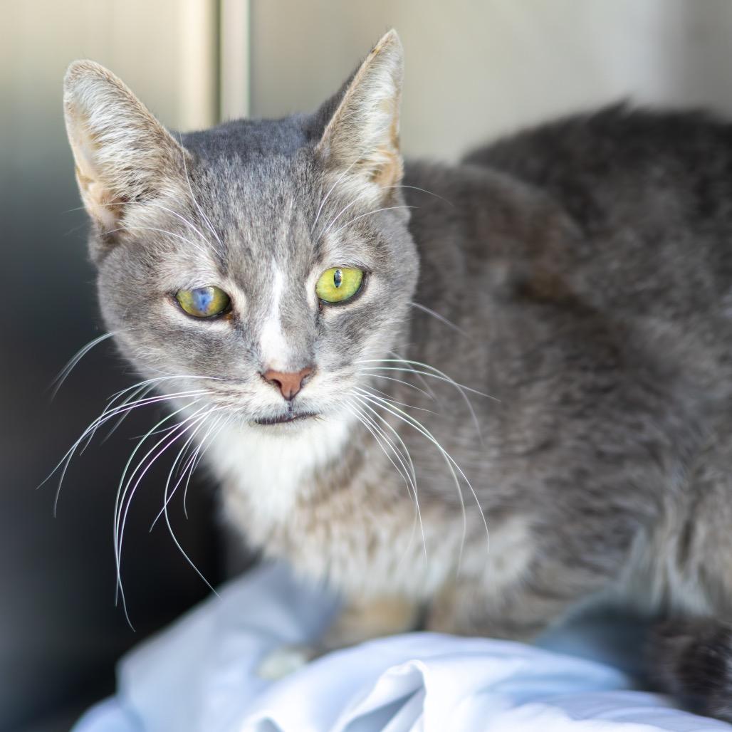 Enlarge Glacier, a Adoptable Domestic Short Hair in Newark, DE image 3/3