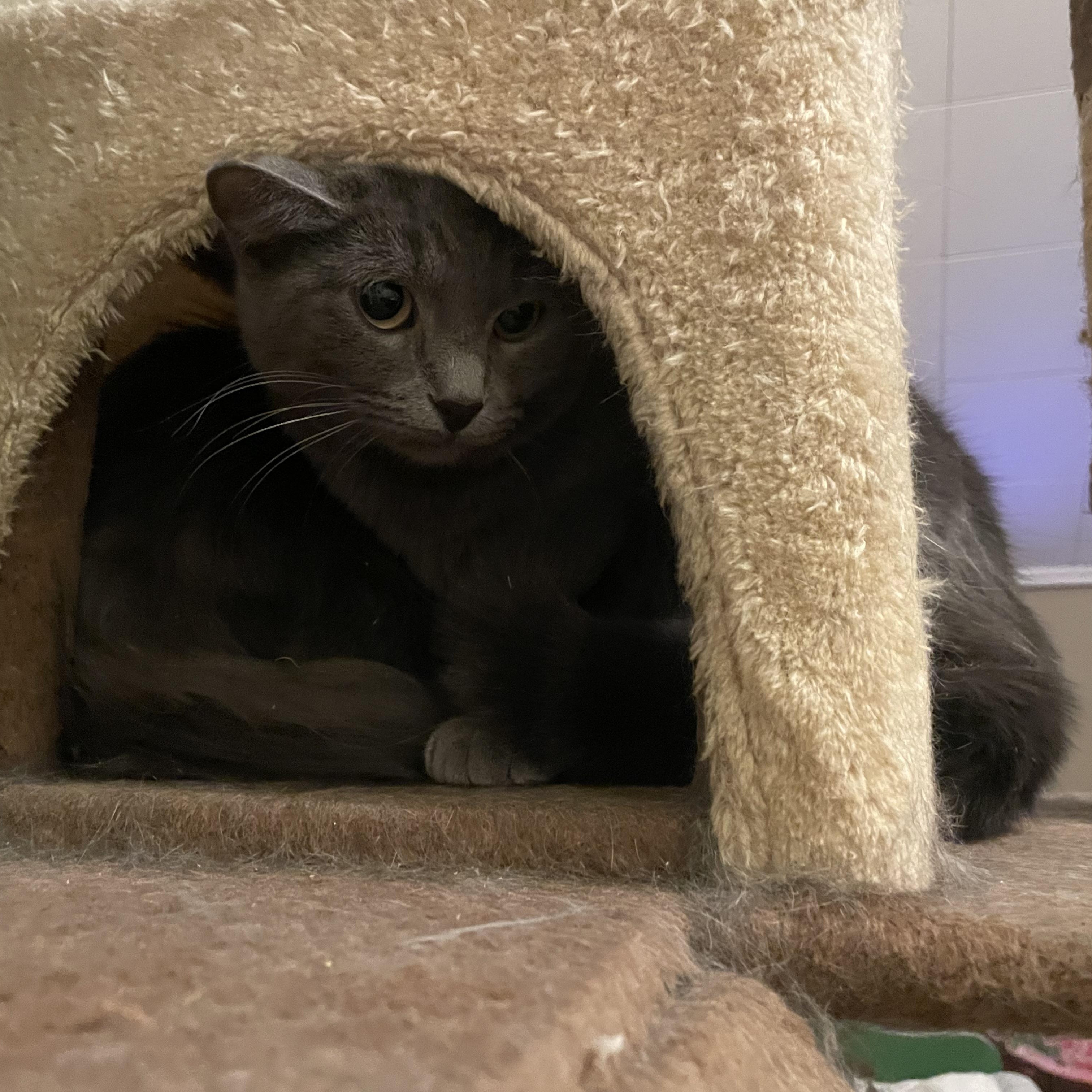 Enlarge Nova, a Adoptable Domestic Short Hair in Douglas, MA image 4/6