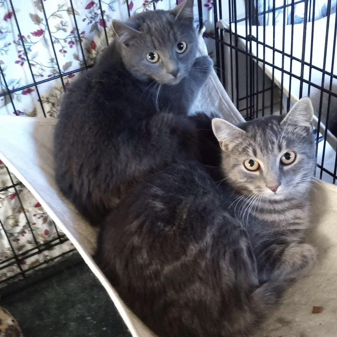 Enlarge Nova, a Adoptable Domestic Short Hair in Douglas, MA image 2/6