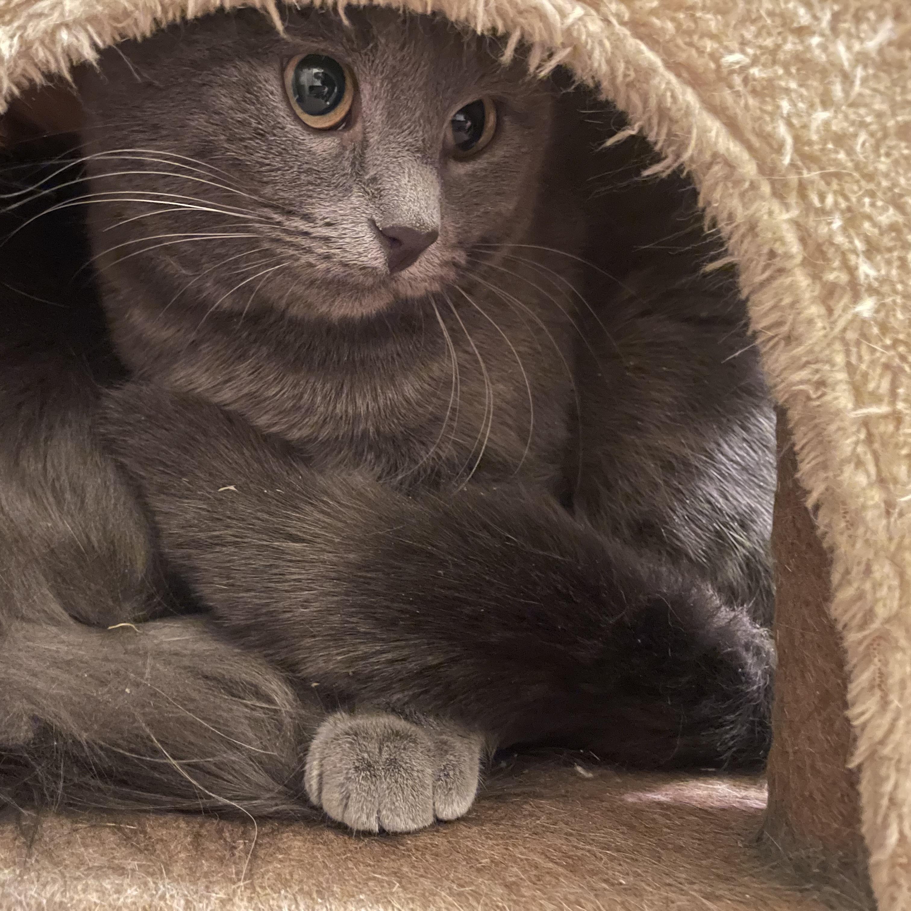 Enlarge Nova, a Adoptable Domestic Short Hair in Douglas, MA image 1/6