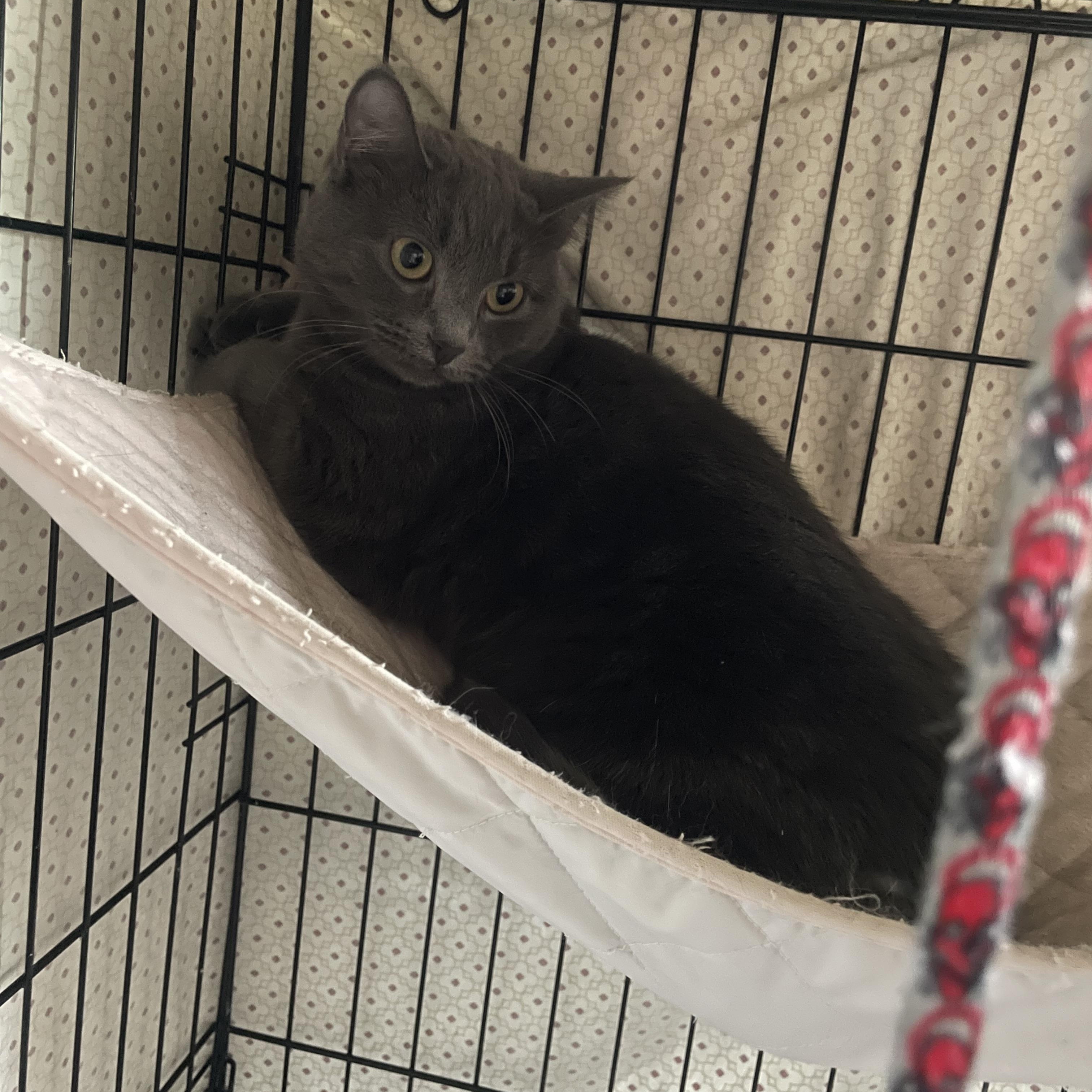 Enlarge Nova, a Adoptable Domestic Short Hair in Douglas, MA image 3/6