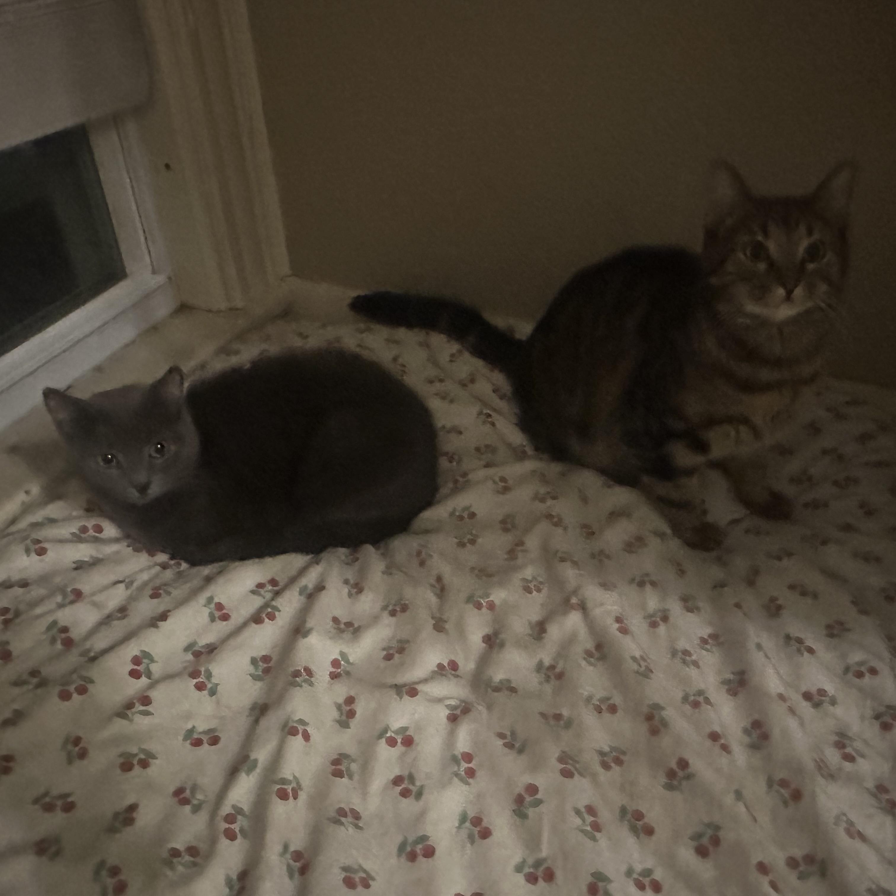 Enlarge Nova, a Adoptable Domestic Short Hair in Douglas, MA image 5/6