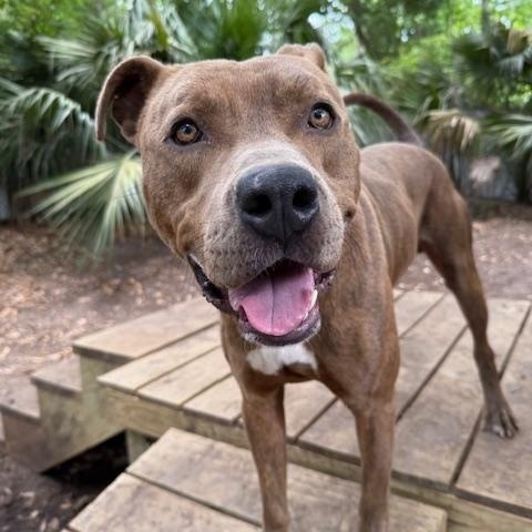 Enlarge Aster, a Adoptable Mixed Breed in Charleston, SC image 2/2
