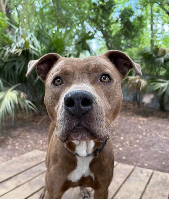 Aster, Adoptable, Young Male Mixed Breed.