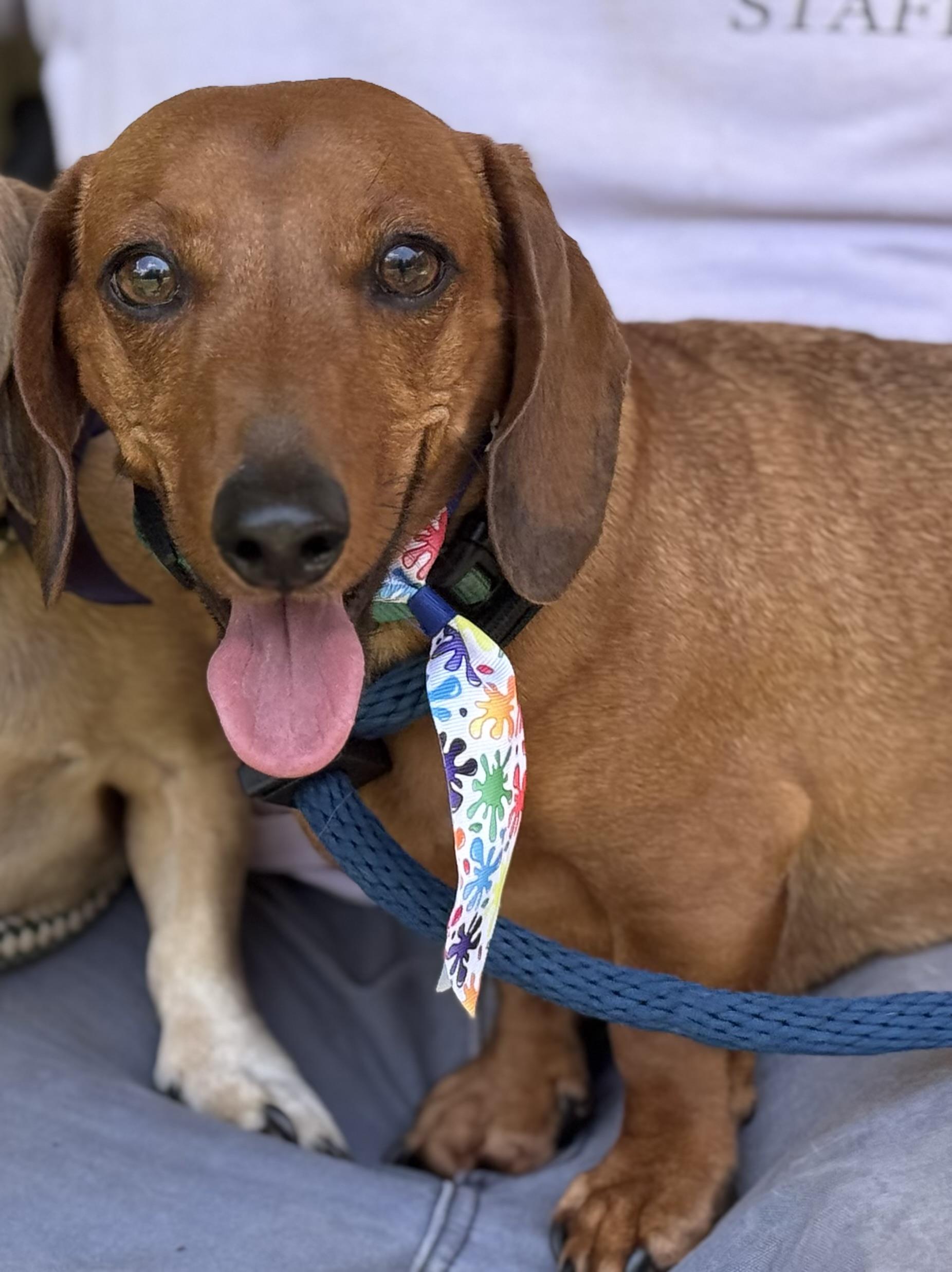 Milo & Rusty, an adoptable Dachshund in Richmond, VA image 5/6