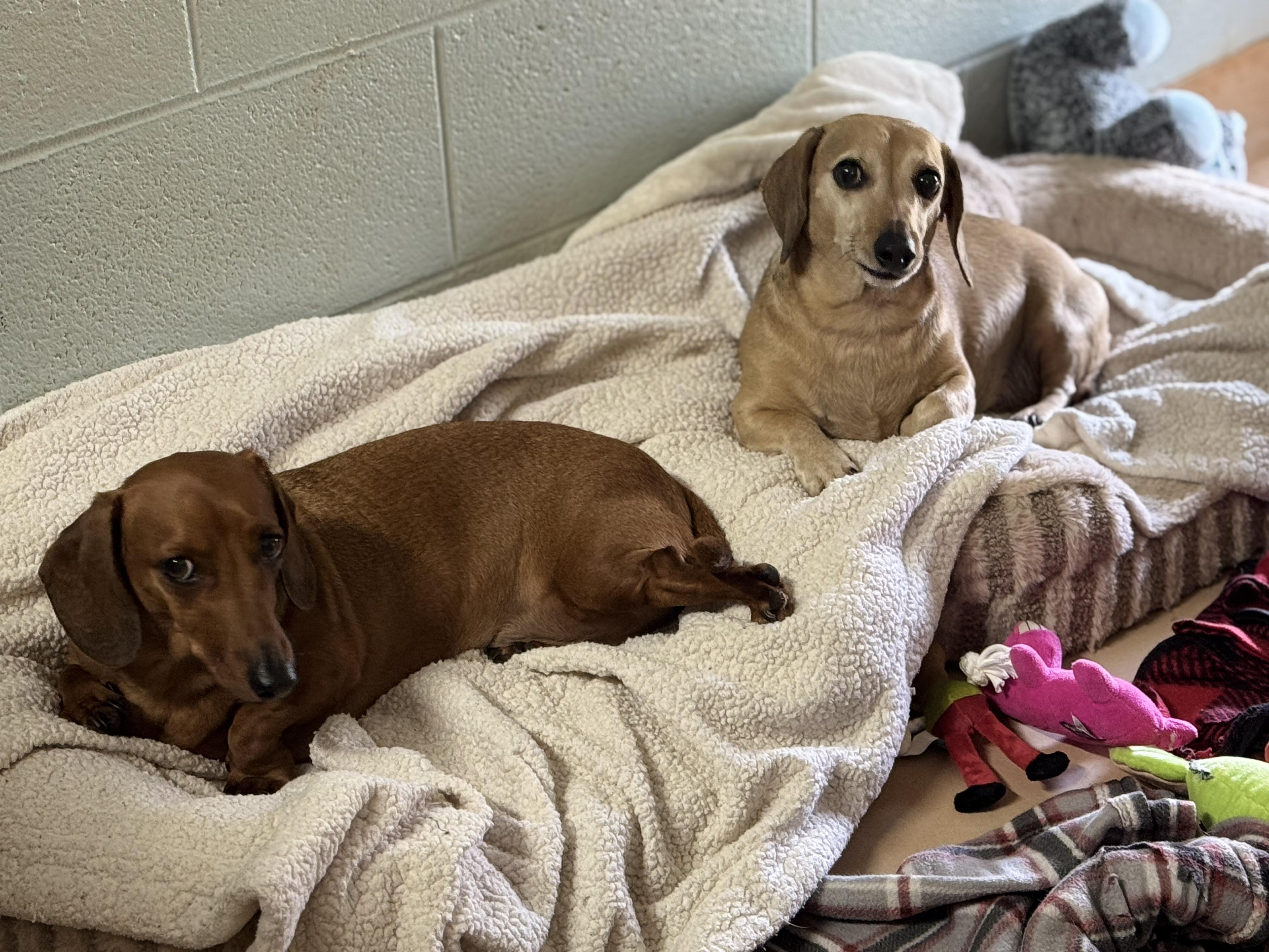 Milo & Rusty, an adoptable Dachshund in Richmond, VA image 3/6