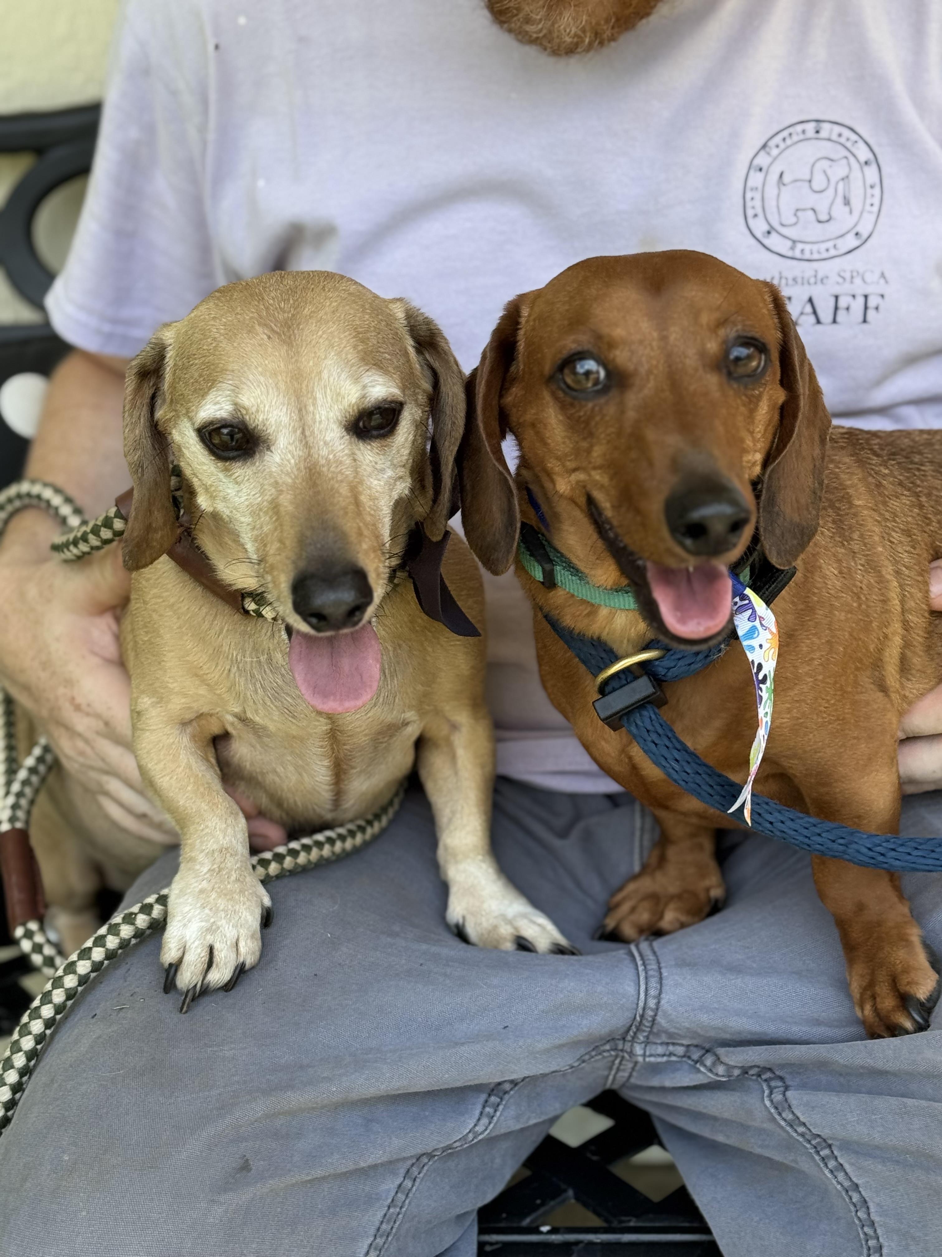 Milo & Rusty, an adoptable Dachshund in Richmond, VA image 4/6