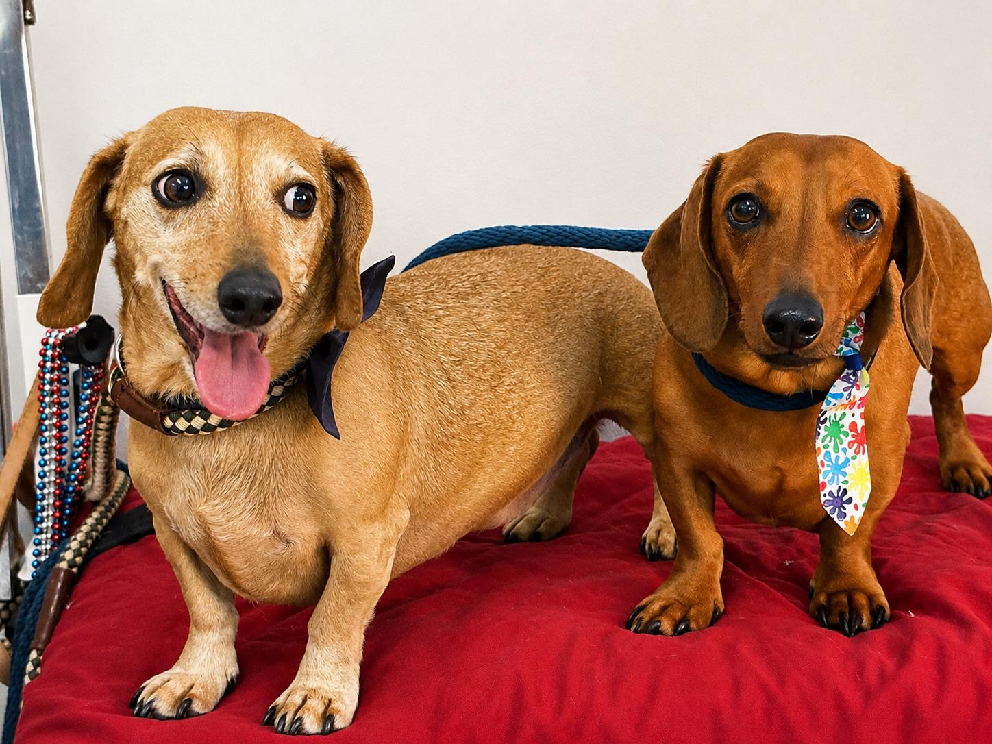 Milo & Rusty, an adoptable Dachshund in Richmond, VA image 2/6