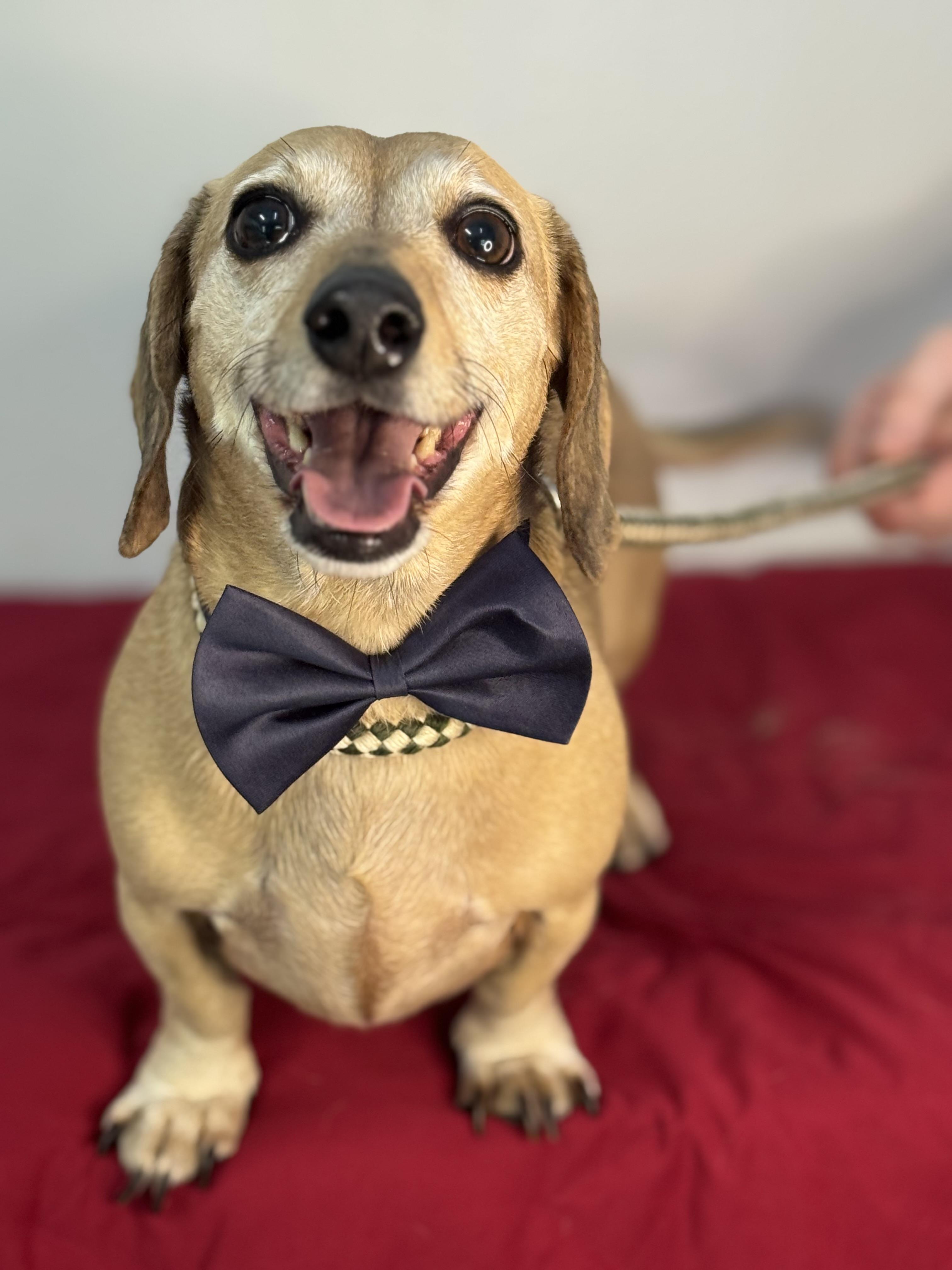 Milo & Rusty, an adoptable Dachshund in Richmond, VA image 6/6