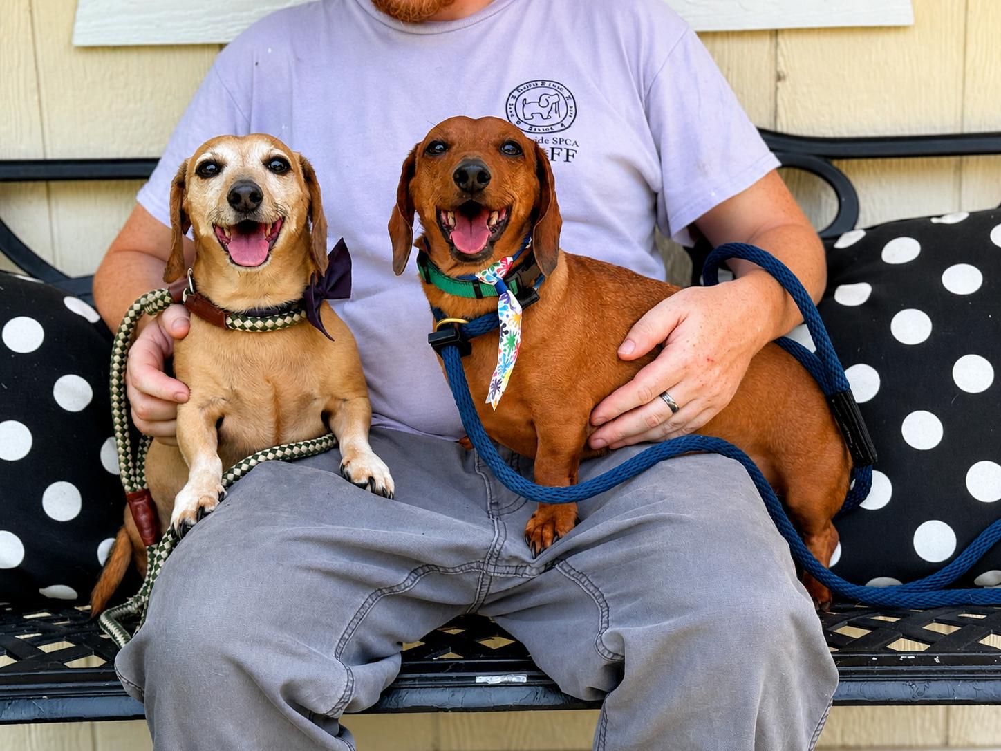 Milo & Rusty, an adoptable Dachshund in Richmond, VA image 1/6