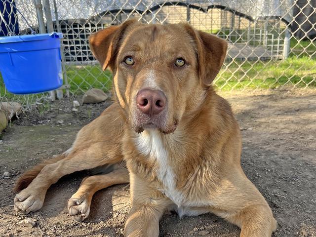RED, Adoptable, Young Male Labrador Retriever & Mixed Breed.
