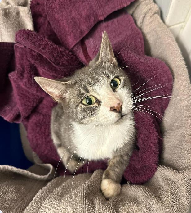 Skye, Adoptable, Adult Female Domestic Short Hair.