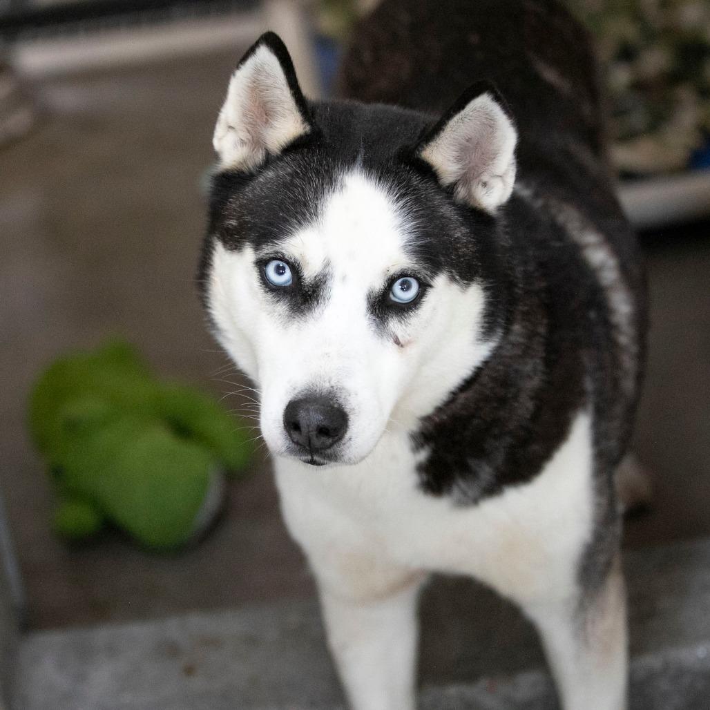 Ice (MR26-327), Adoptable, Senior Female Husky.