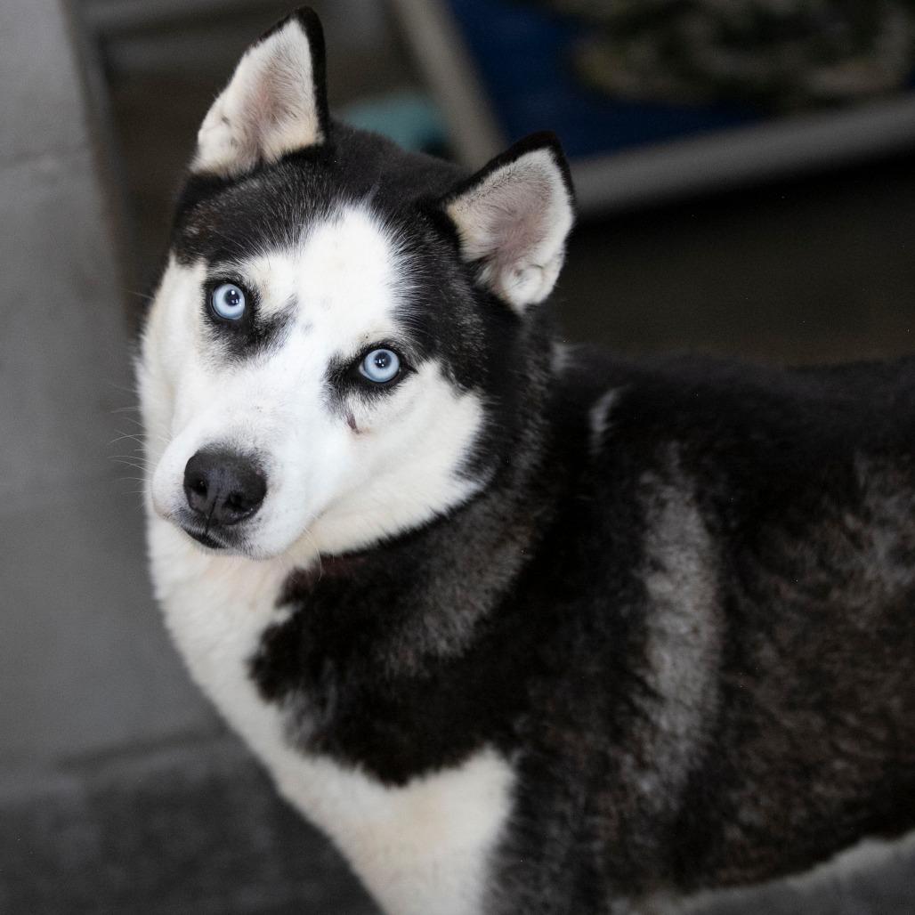 Enlarge Ice (MR26-327), a Adoptable Husky in Peyton, CO image 2/6