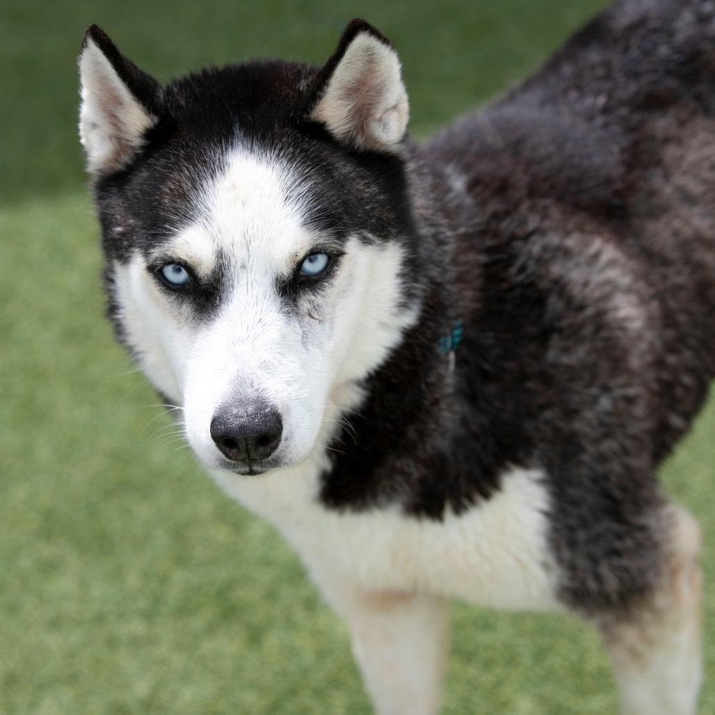 Enlarge Ice (MR26-327), a Adoptable Husky in Peyton, CO image 3/6