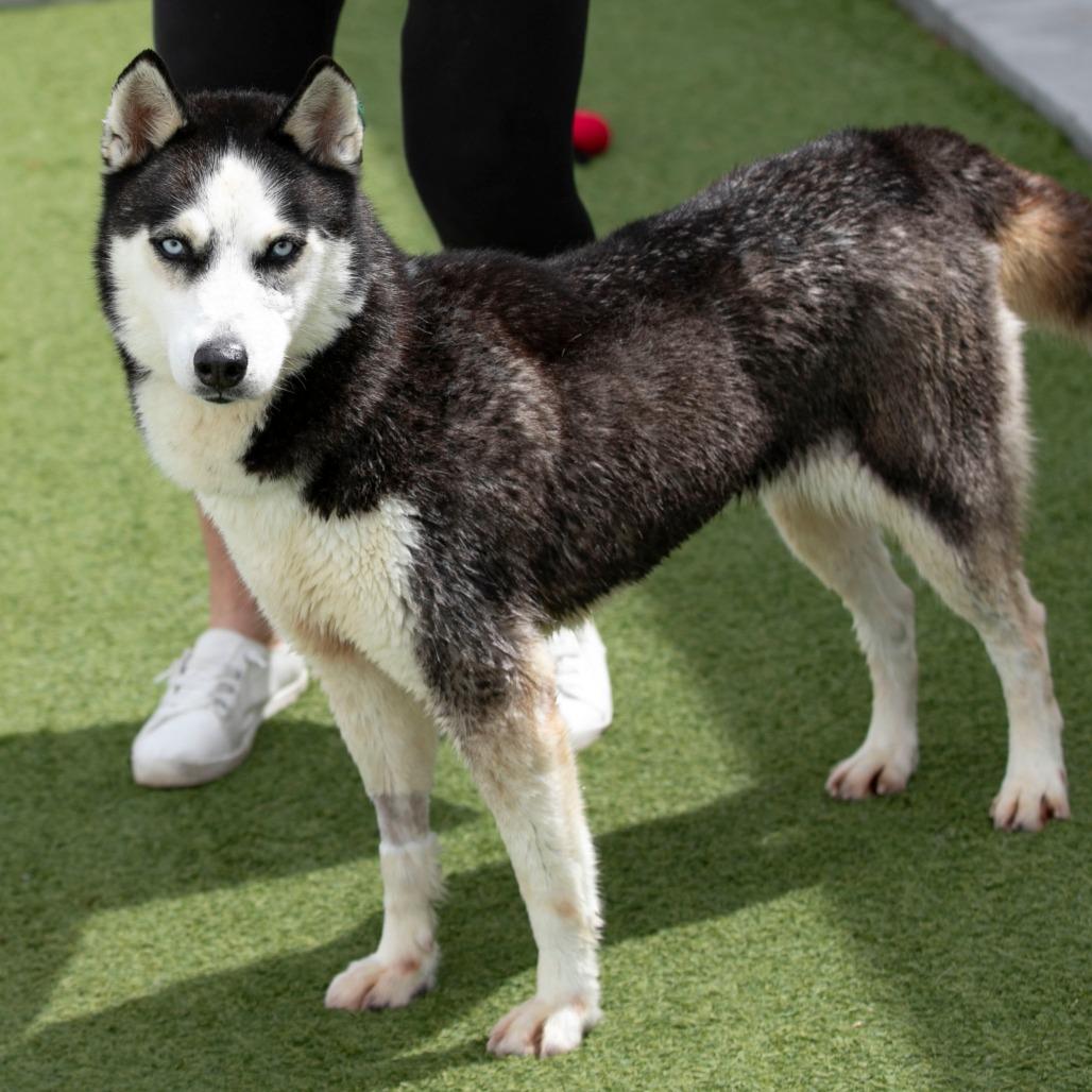 Enlarge Ice (MR26-327), a Adoptable Husky in Peyton, CO image 4/6