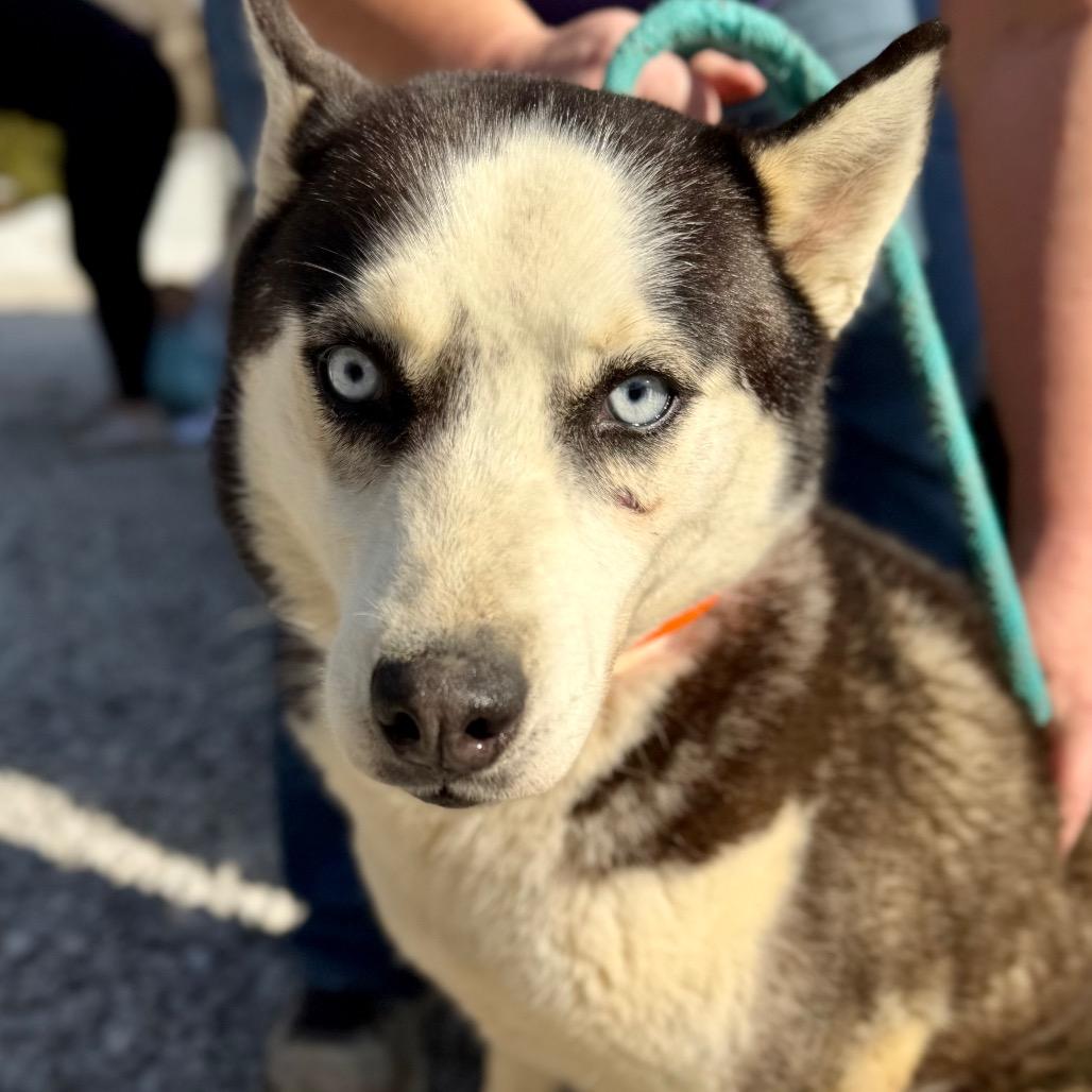 Enlarge Ice (MR26-327), a Adoptable Husky in Peyton, CO image 5/6