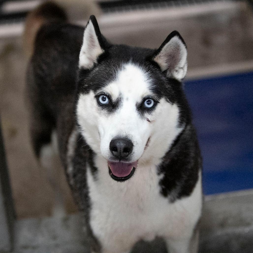 Enlarge Ice (MR26-327), a Adoptable Husky in Peyton, CO image 6/6