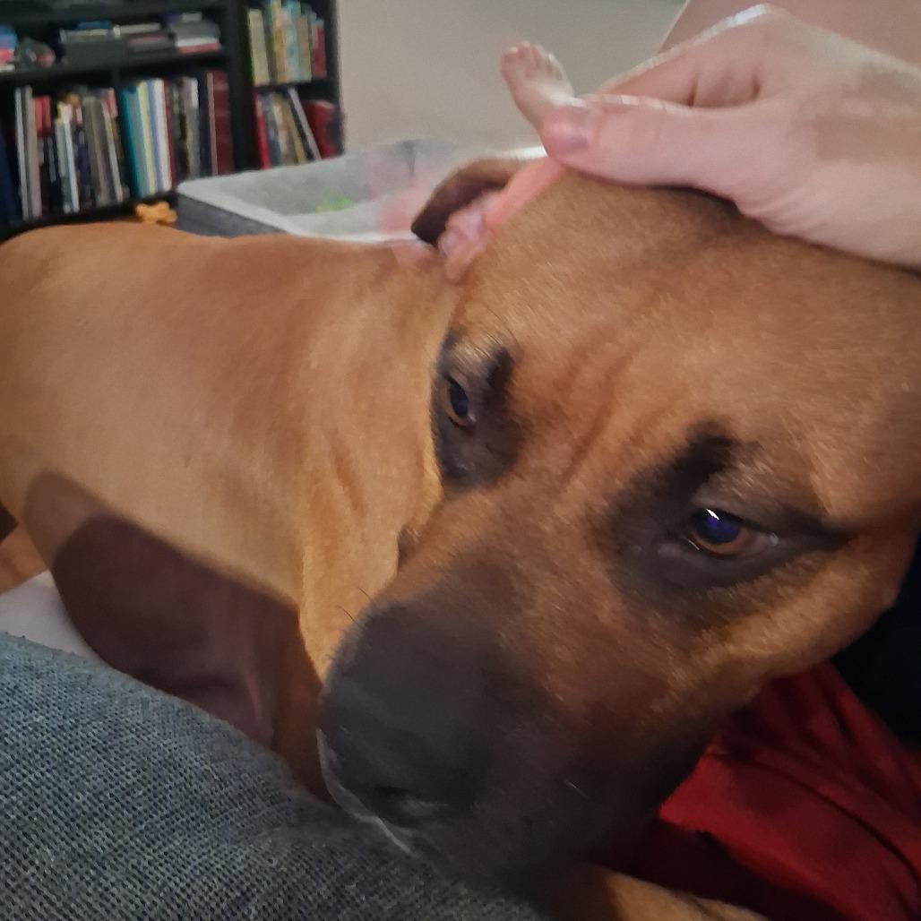 Pete, Adoptable, Adult Male Mixed Breed.